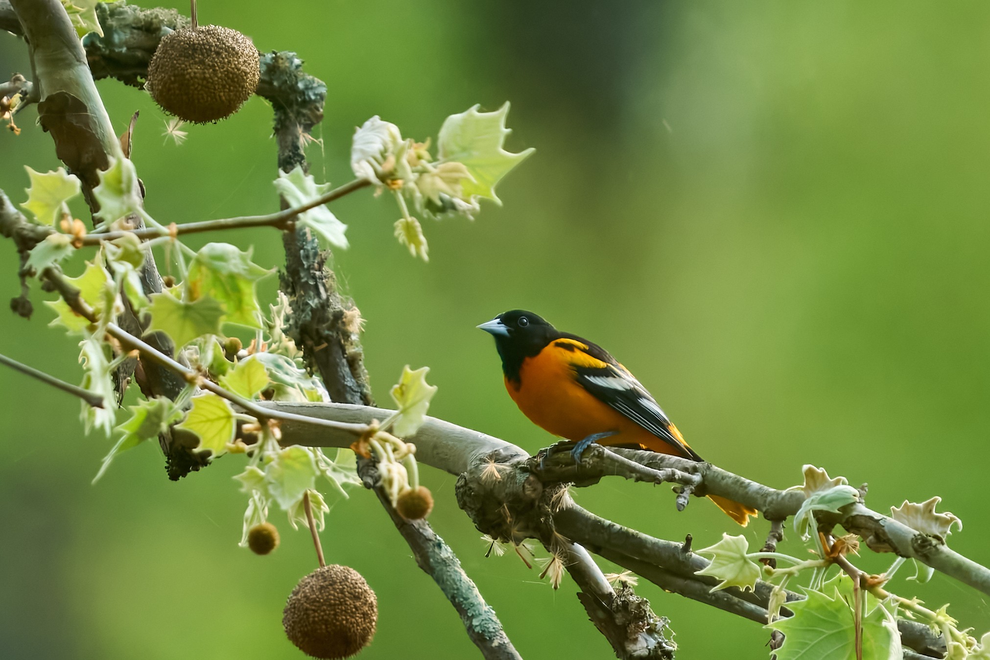 RDN - AA_08242 - rDN_1.jpg