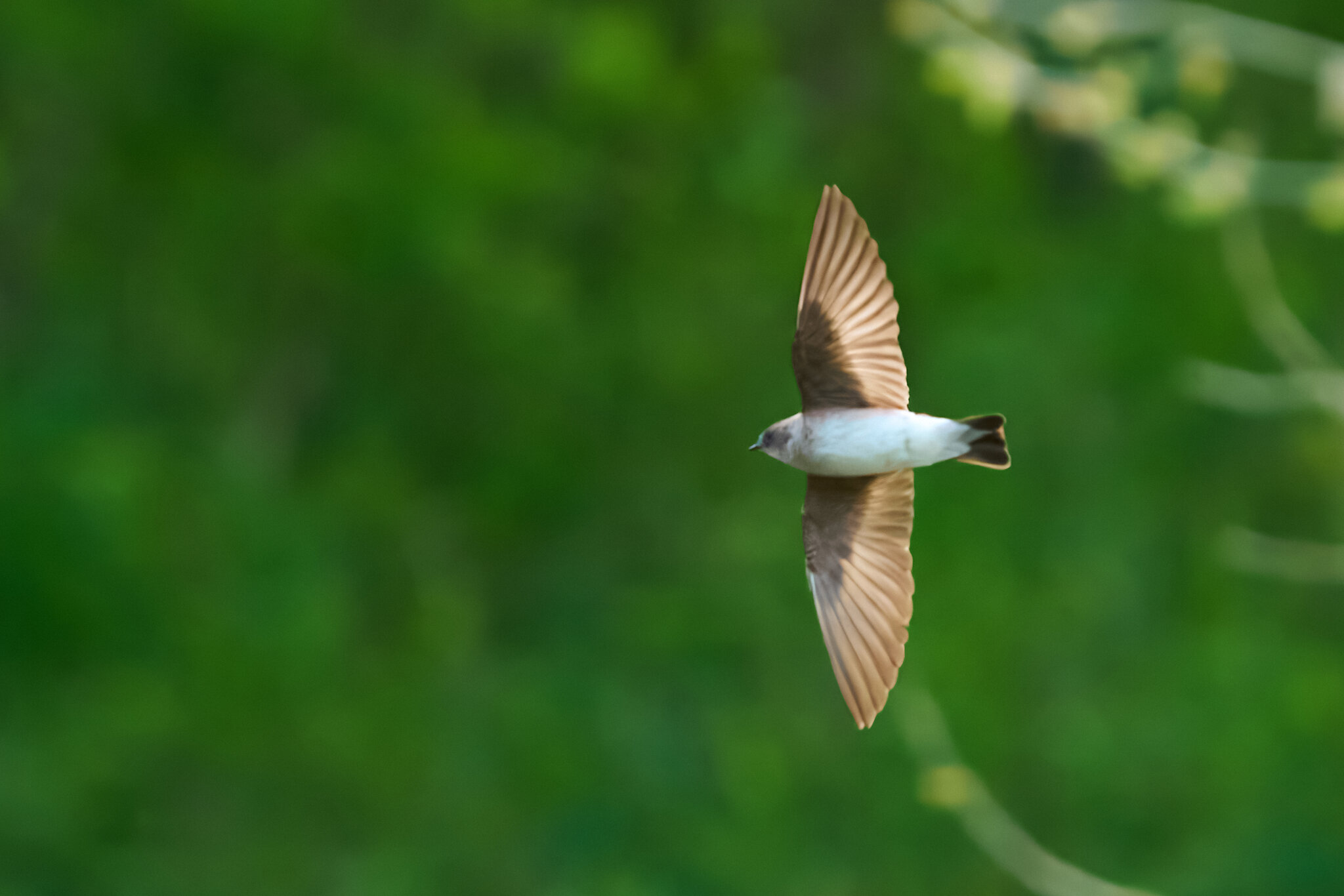 RDN - AA_08427 - rDN_1.jpg