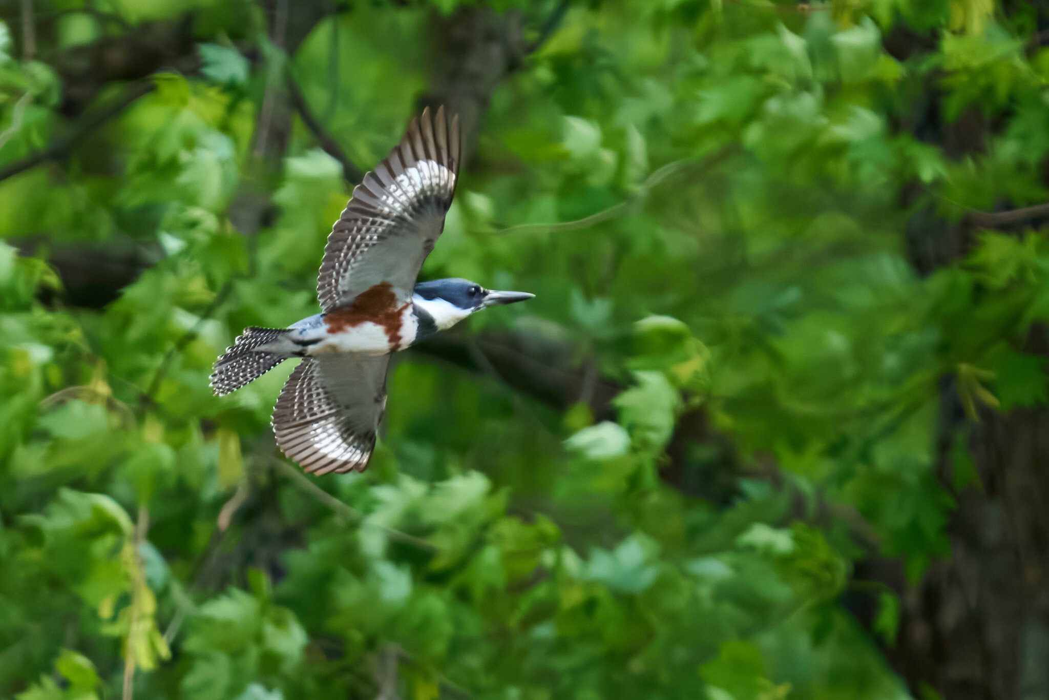 RDN - AA_08529 - rDN_1.jpg