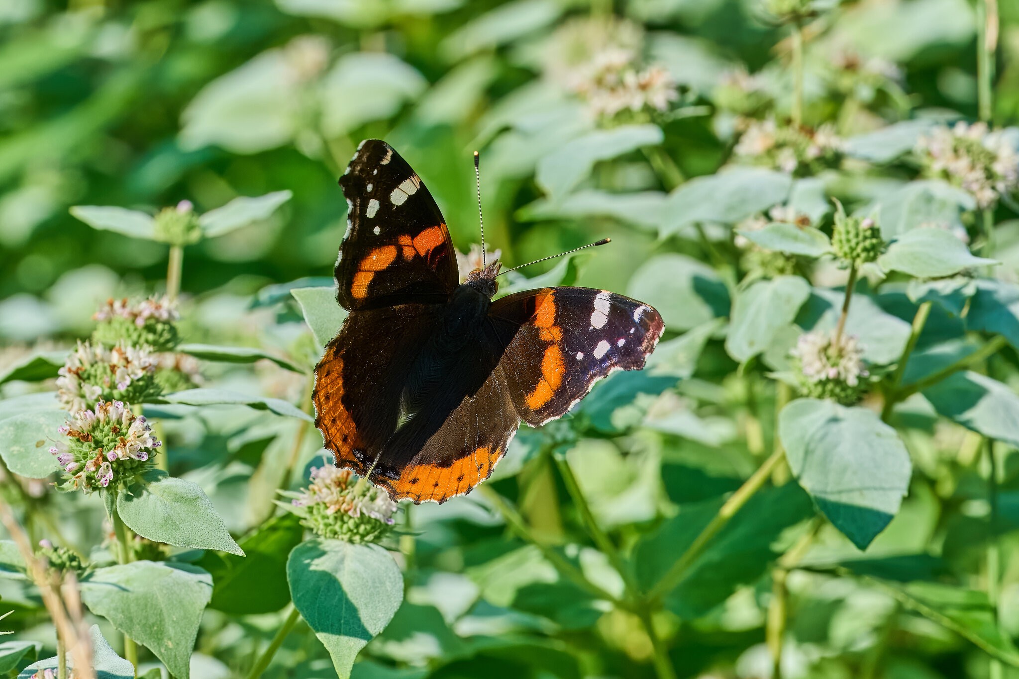 Red Admiral - BCSP - 07122026 - 09 - rDN.jpg