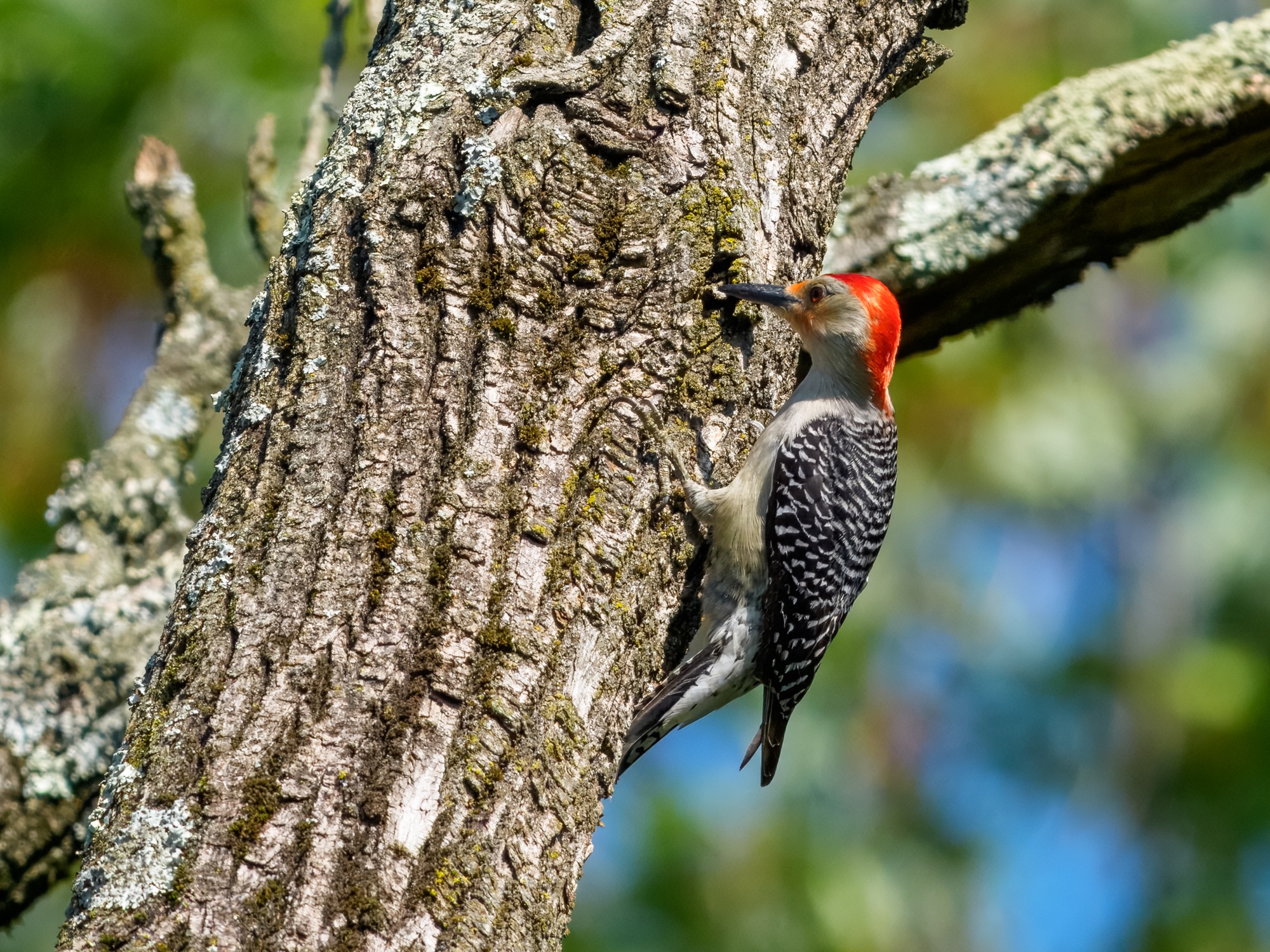Red-bellied 02.jpg