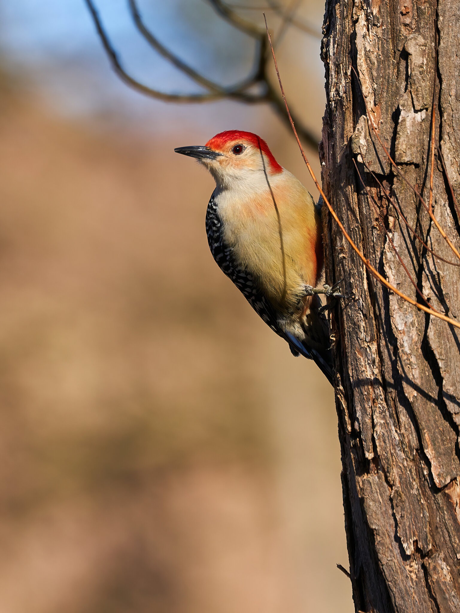 Red-Bellied Woodpecker - Ashland - 03062021 - 05 - dn.jpg
