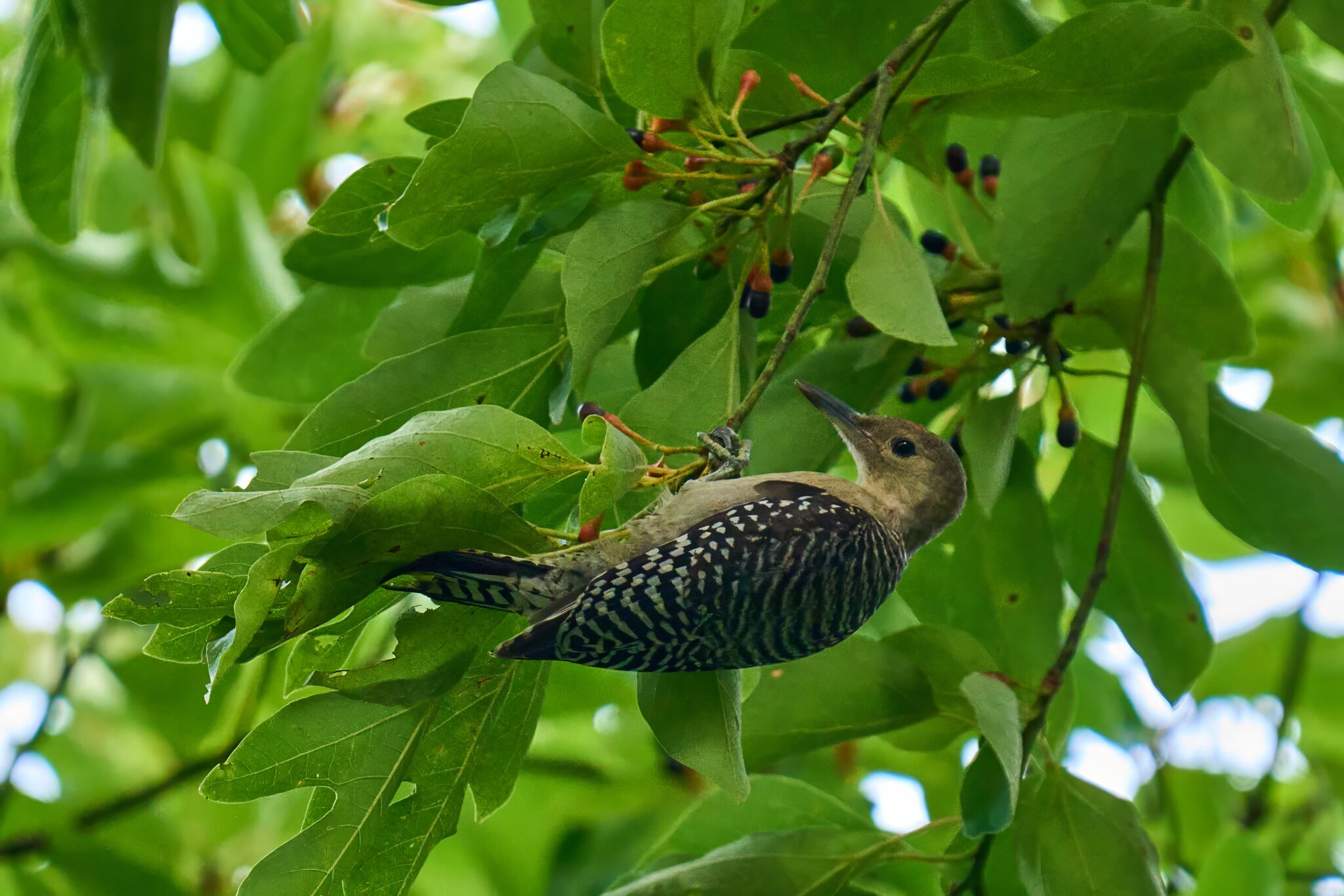 Red-Bellied Woodpecker - Ashland - 08172025 - 01 - DN.jpg
