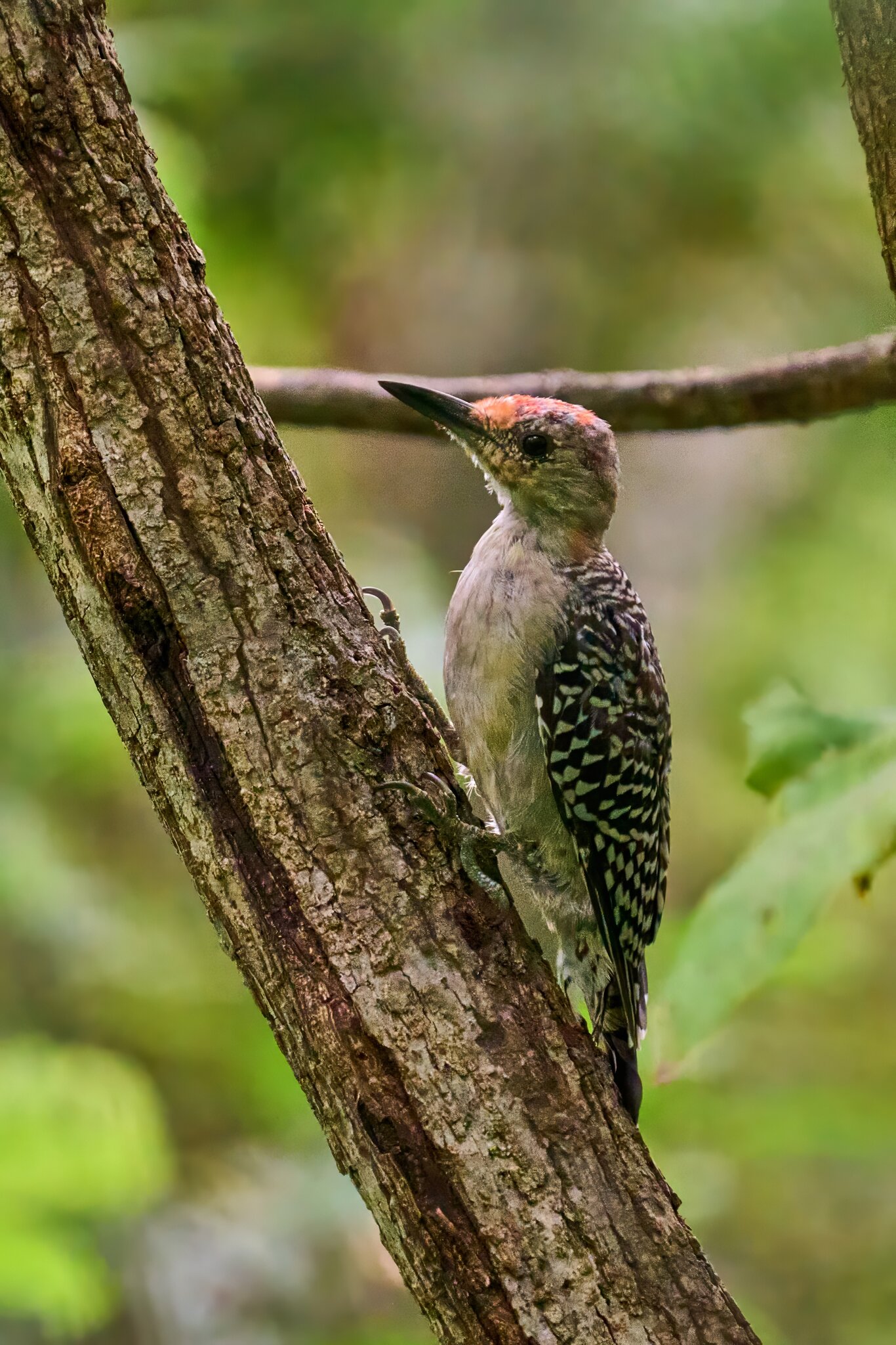Red-Bellied Woodpecker - Ashland - 08172025 - 02 - DN.jpg