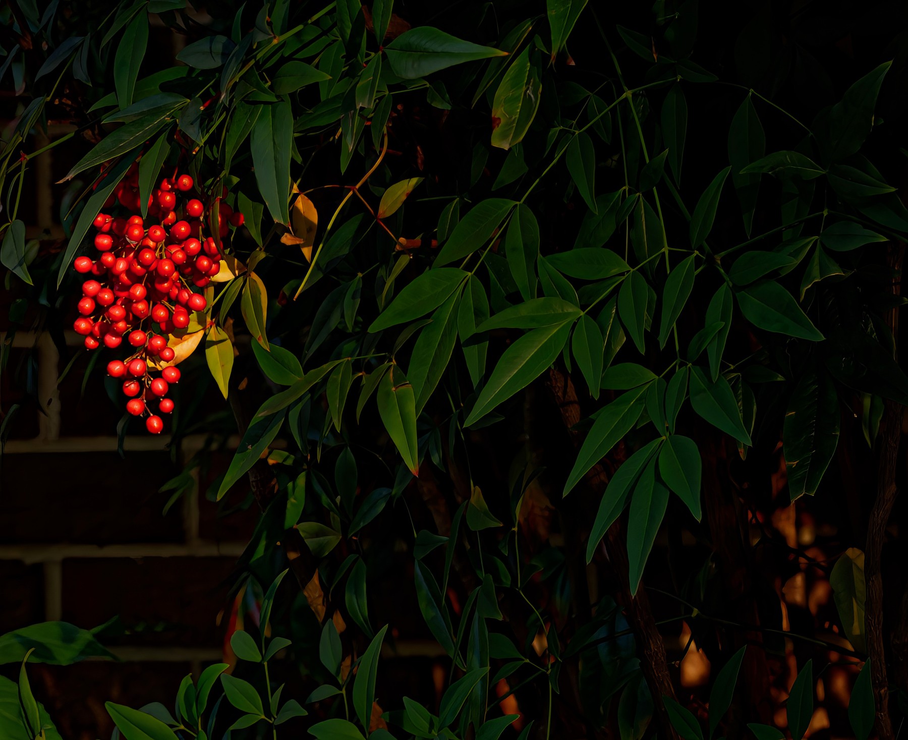 Red Berries Standing Out from the Shadows.jpeg