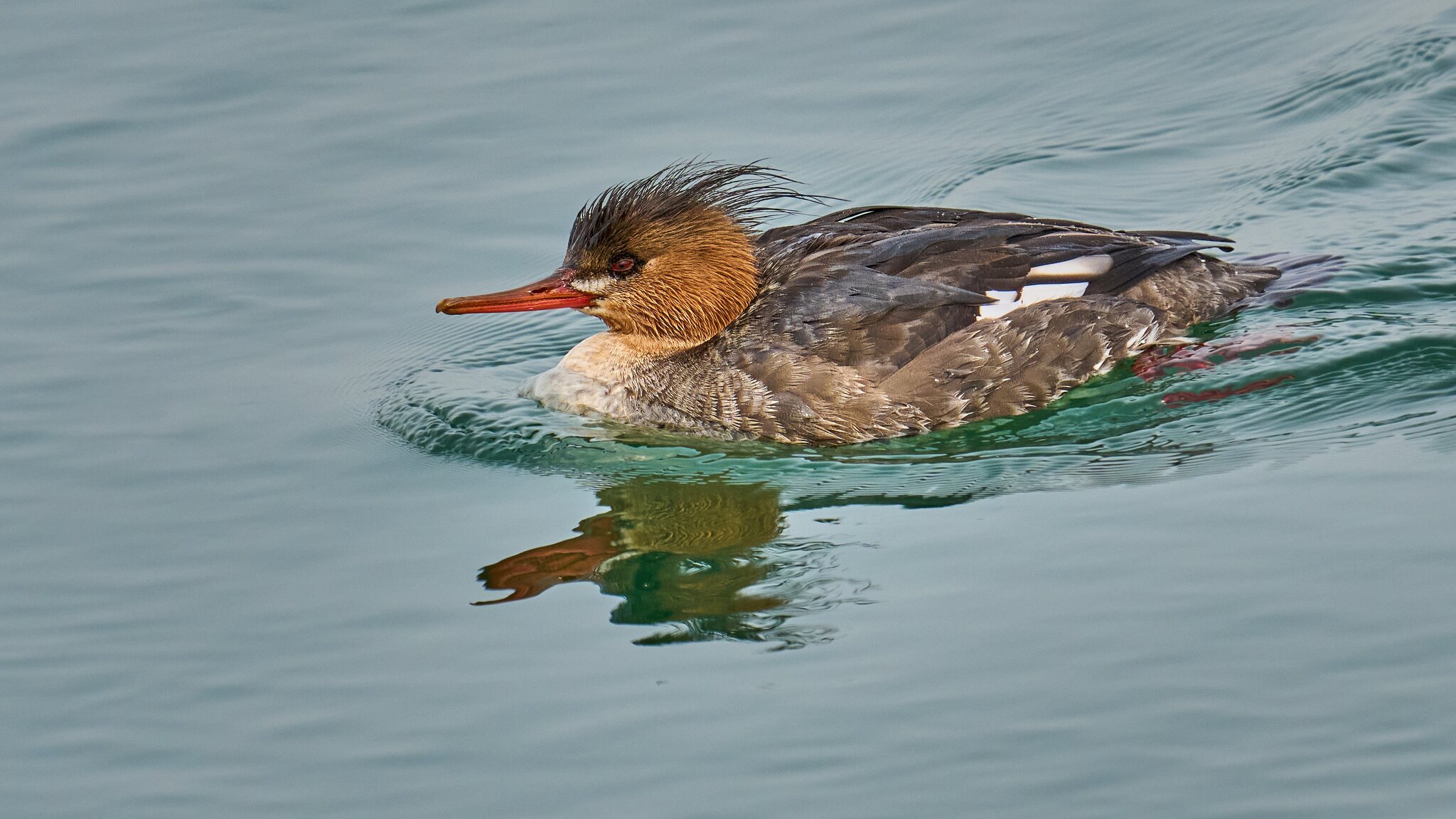 Red-Breasted Merganser - Barnegat - 02162026 - 03 - DN.jpg