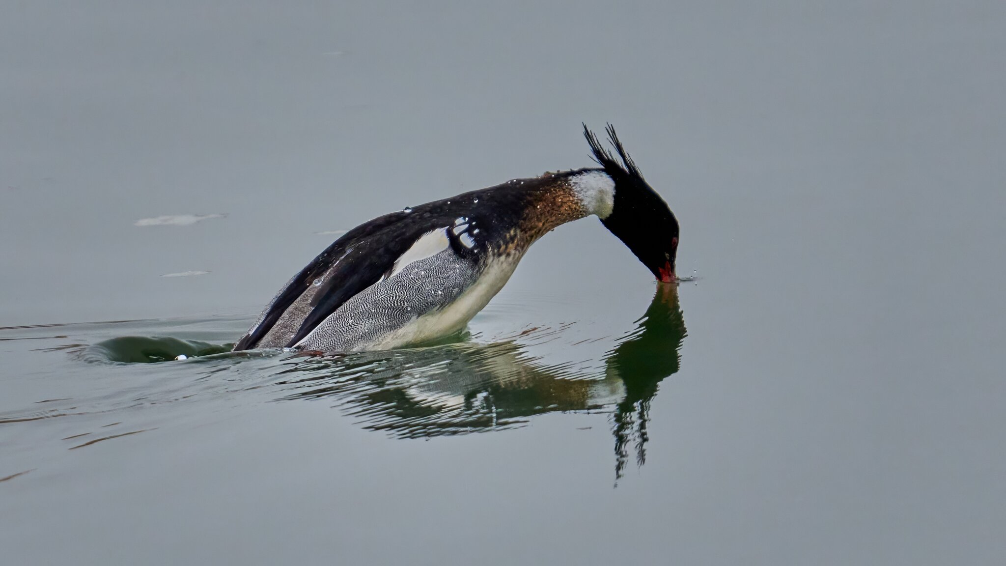 Red-Breasted Merganser - Forsythe NWR - 02162026 - 03 - DN.jpg
