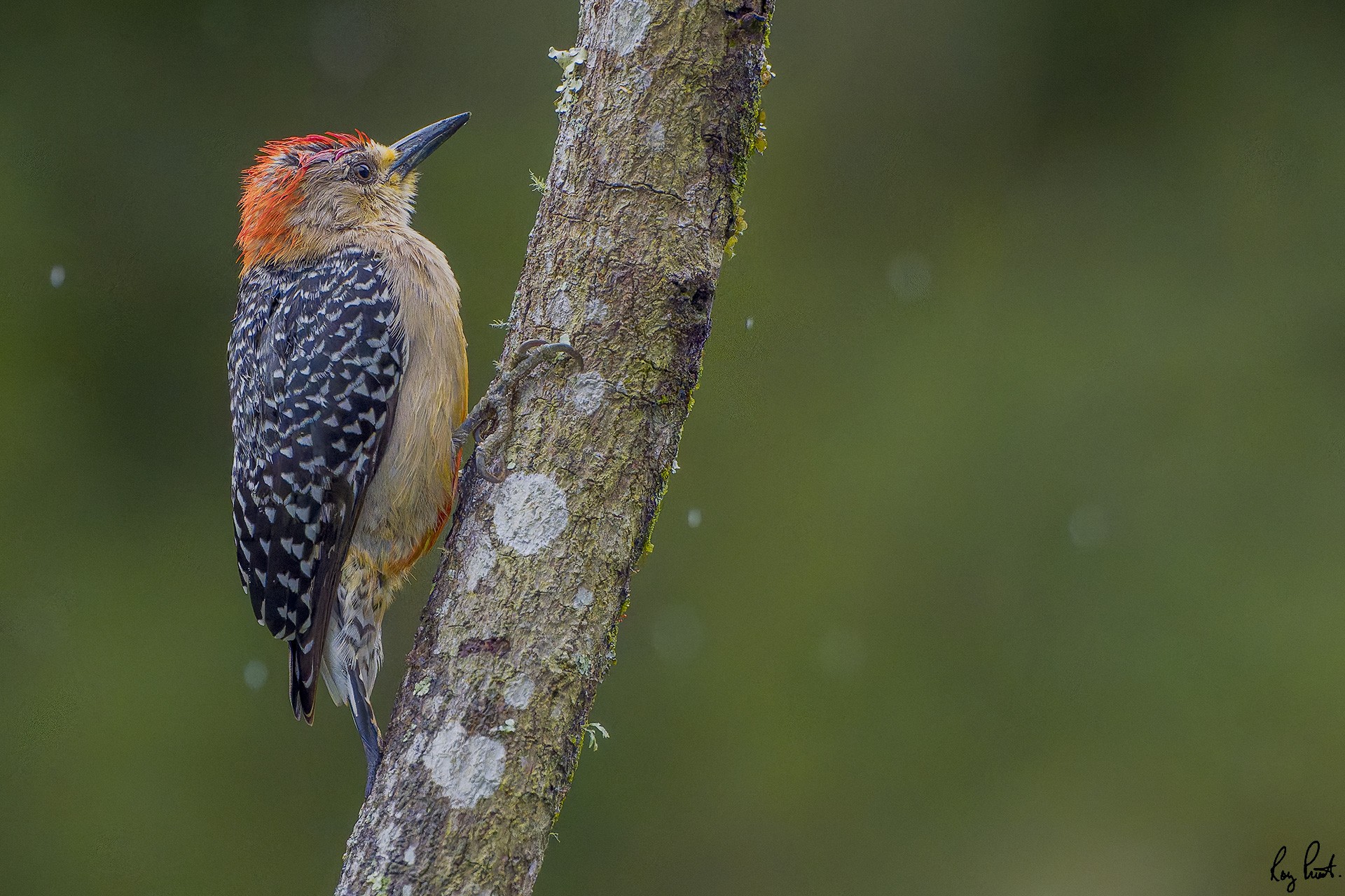 Red-crowned-Woodpecker_DSC4342.jpg