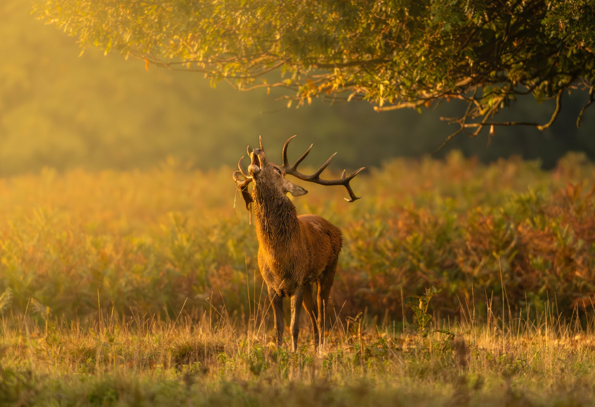 Red Deer-3.jpg