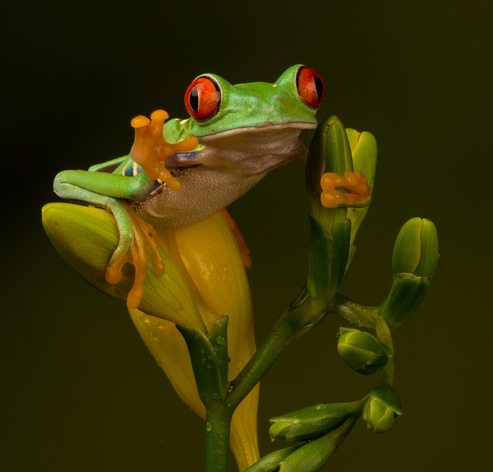 Red Eyed Tree Frog.jpg