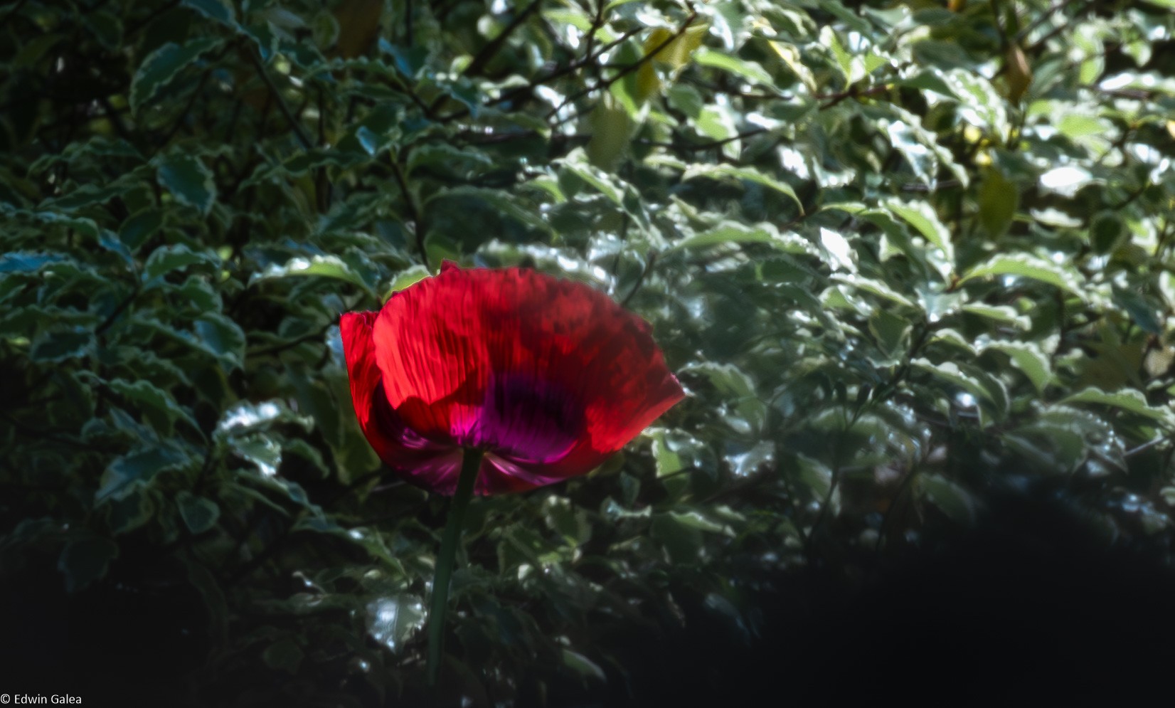 red flower-12.jpg