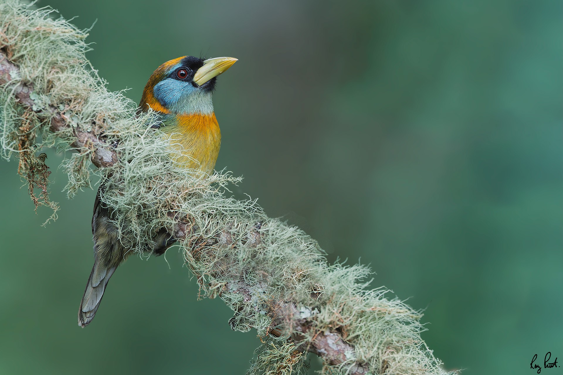 Red-headed-Barbet_DSC0332-Edit.jpg
