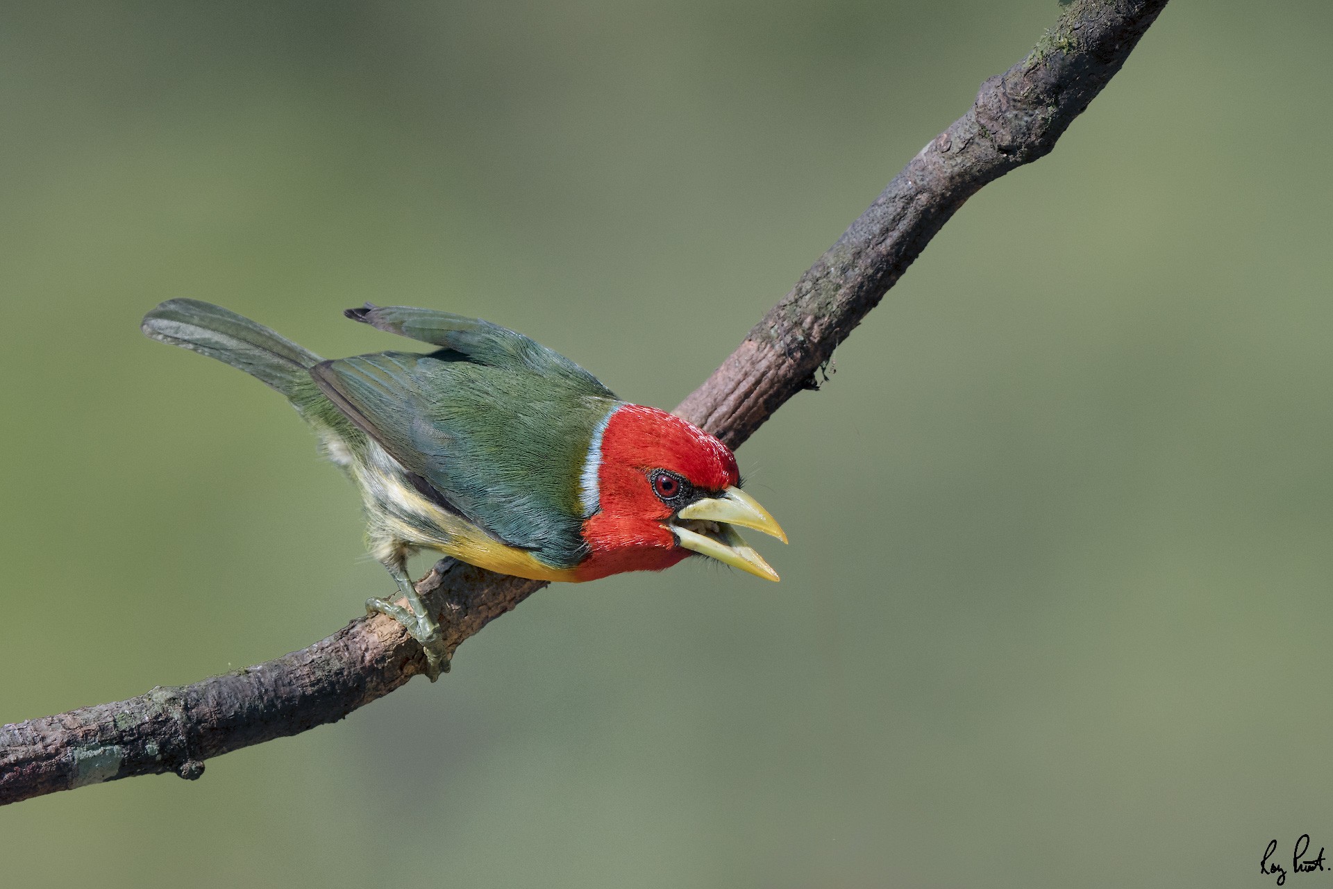 Red-headed-barbet_DSC1782-Edit.jpg