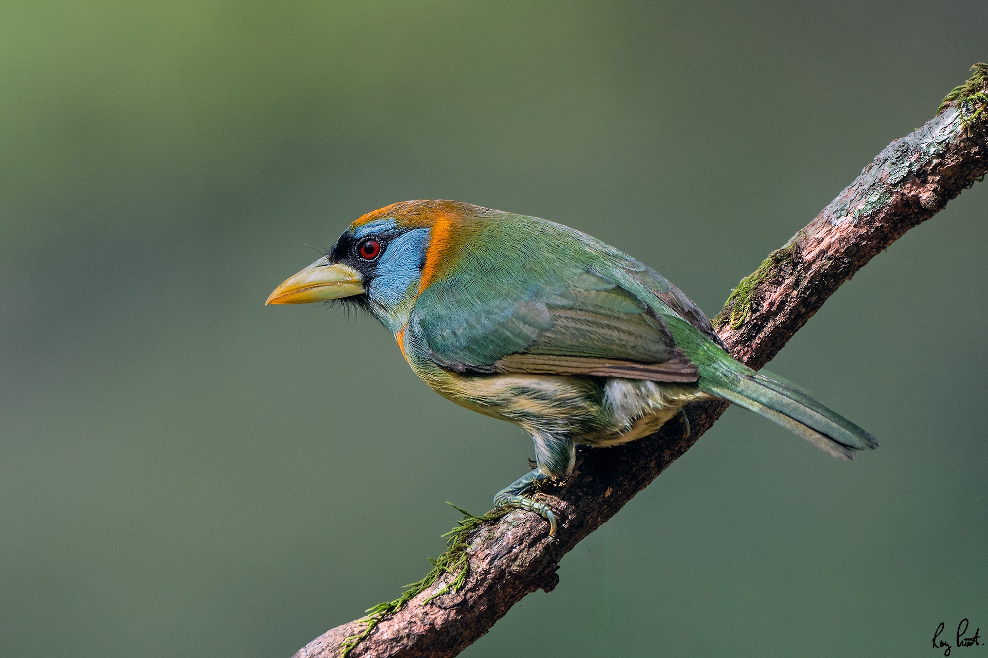 Red-headed-barbet_DSC2042-Edit.jpg