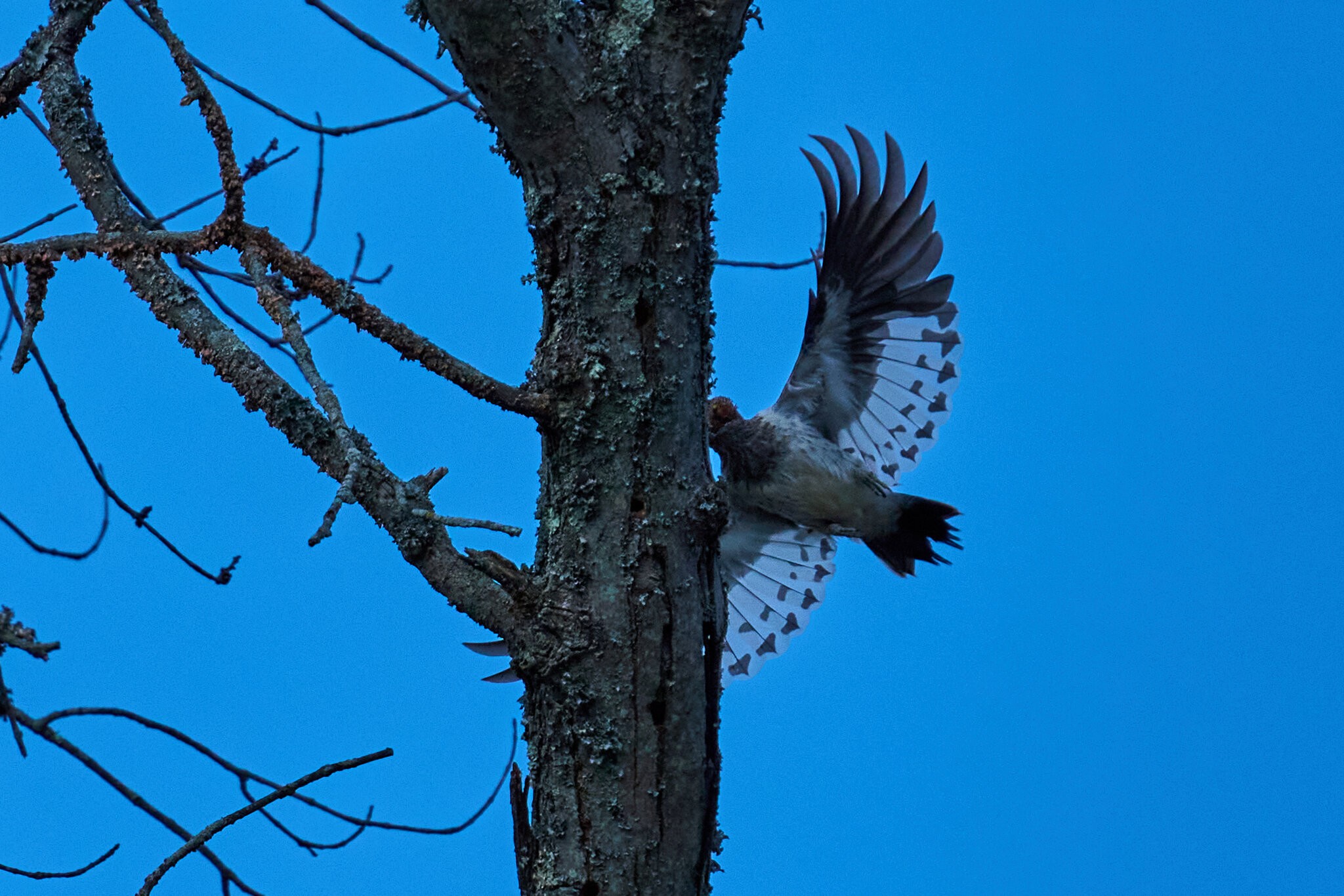Red-Headed Woodpecker - 1st State - 11022025 - 16.jpg