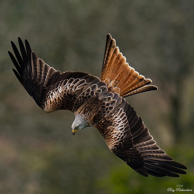 Red Kite 1 Cr.jpg