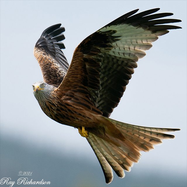 Red Kite 2 Cr.jpg