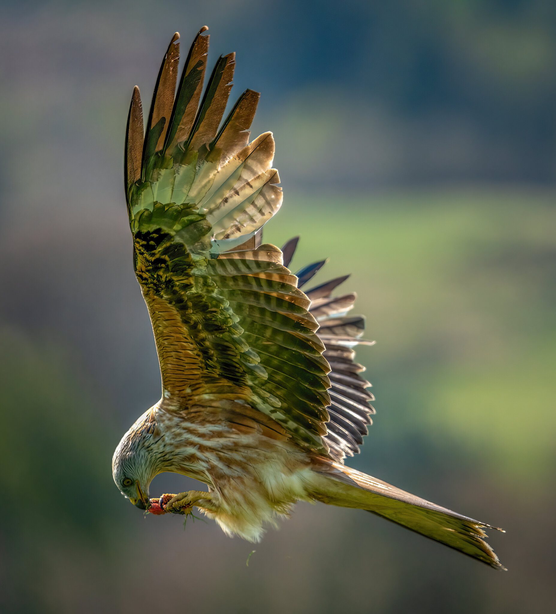 Red Kite Takeaway.jpg