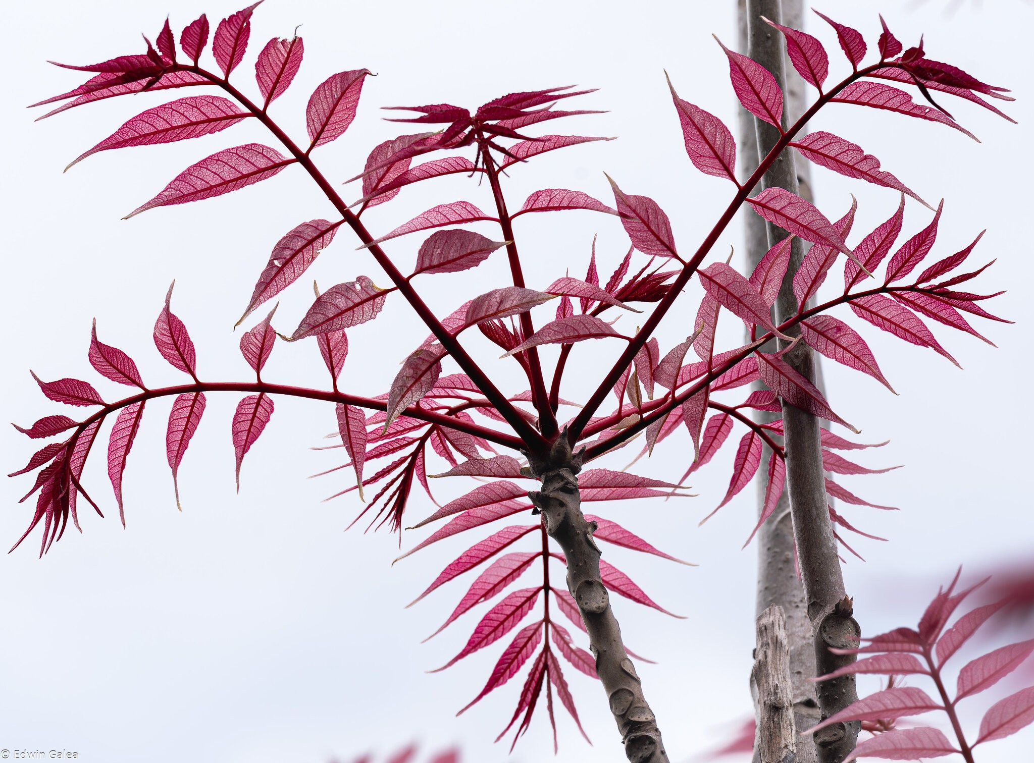 red plant-2.jpg