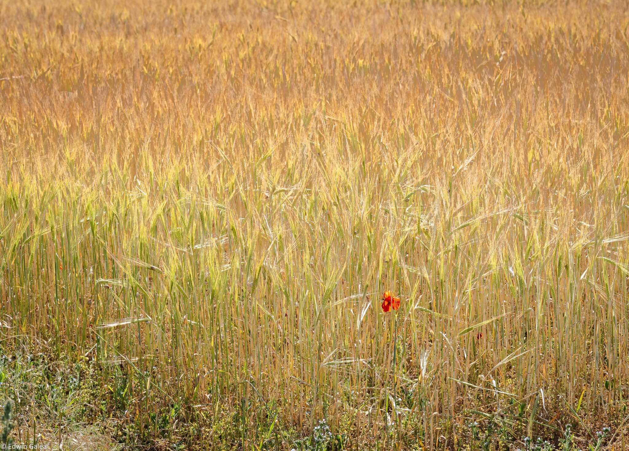 red poppy-1.jpg