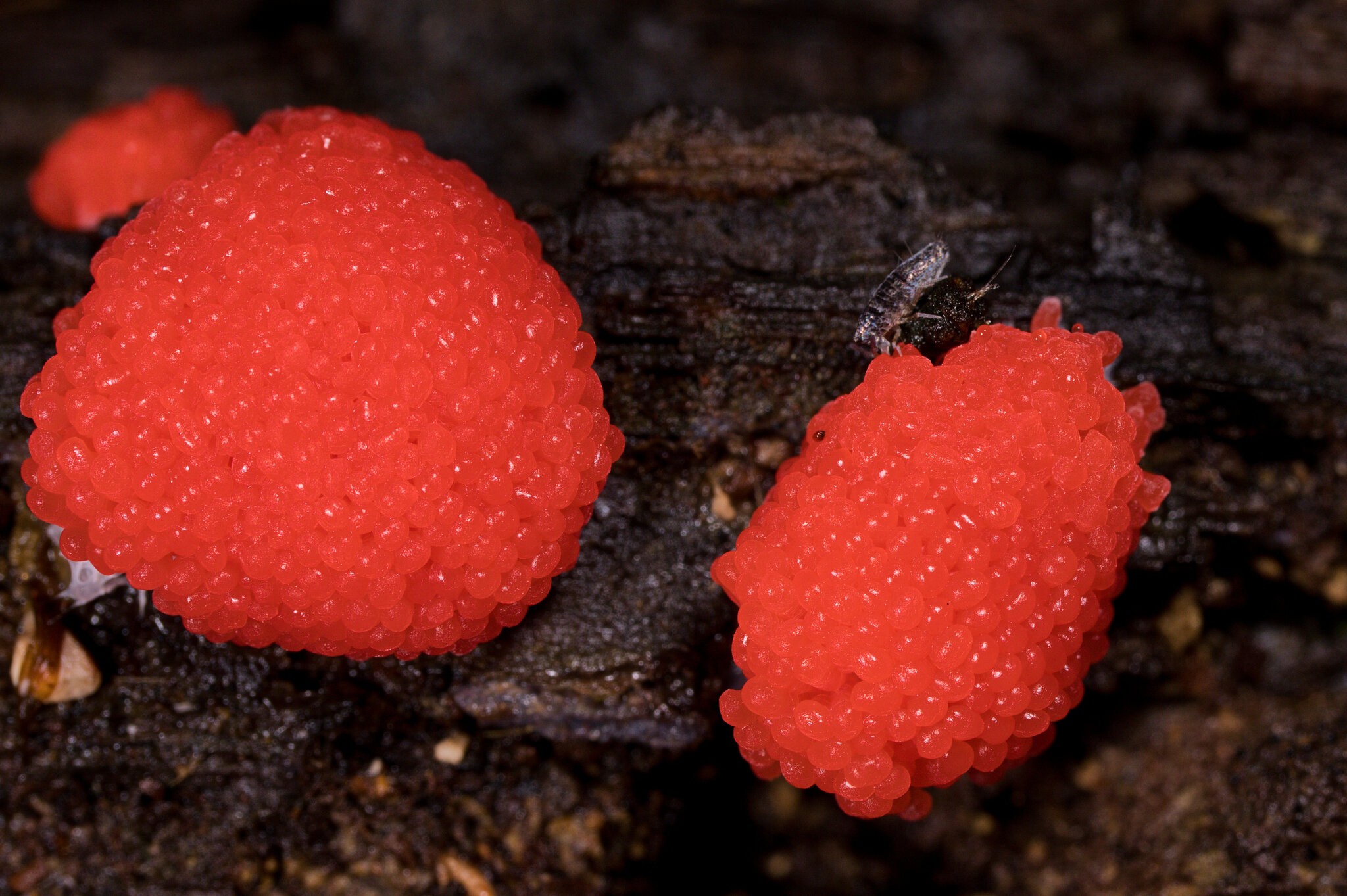 Red Raspberry Slime Mold - Arden Woods - 08092026 - 01.jpg
