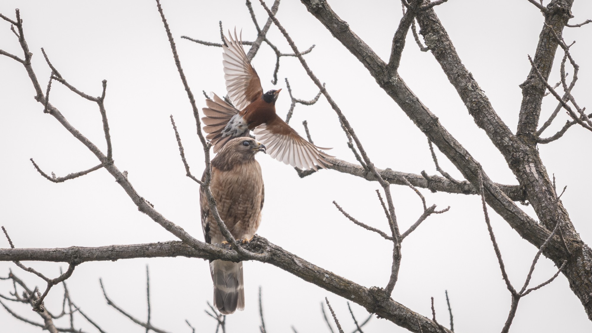 Red-shoulder Robin01.jpg
