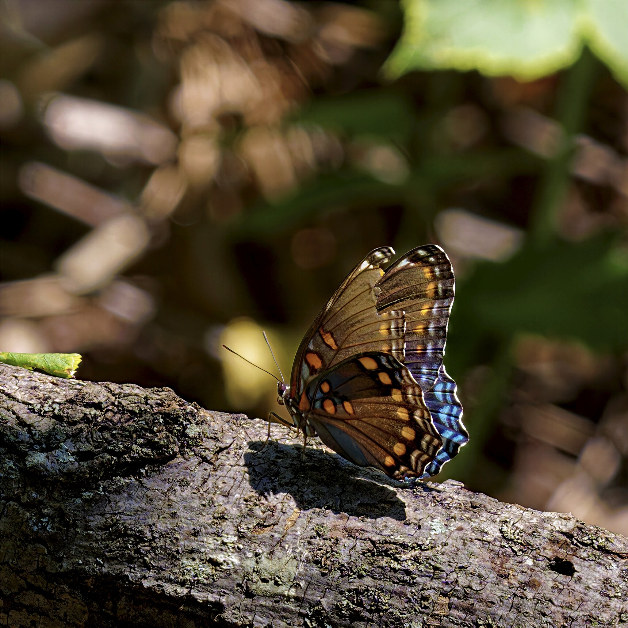 Red-spotted Purple2.jpg