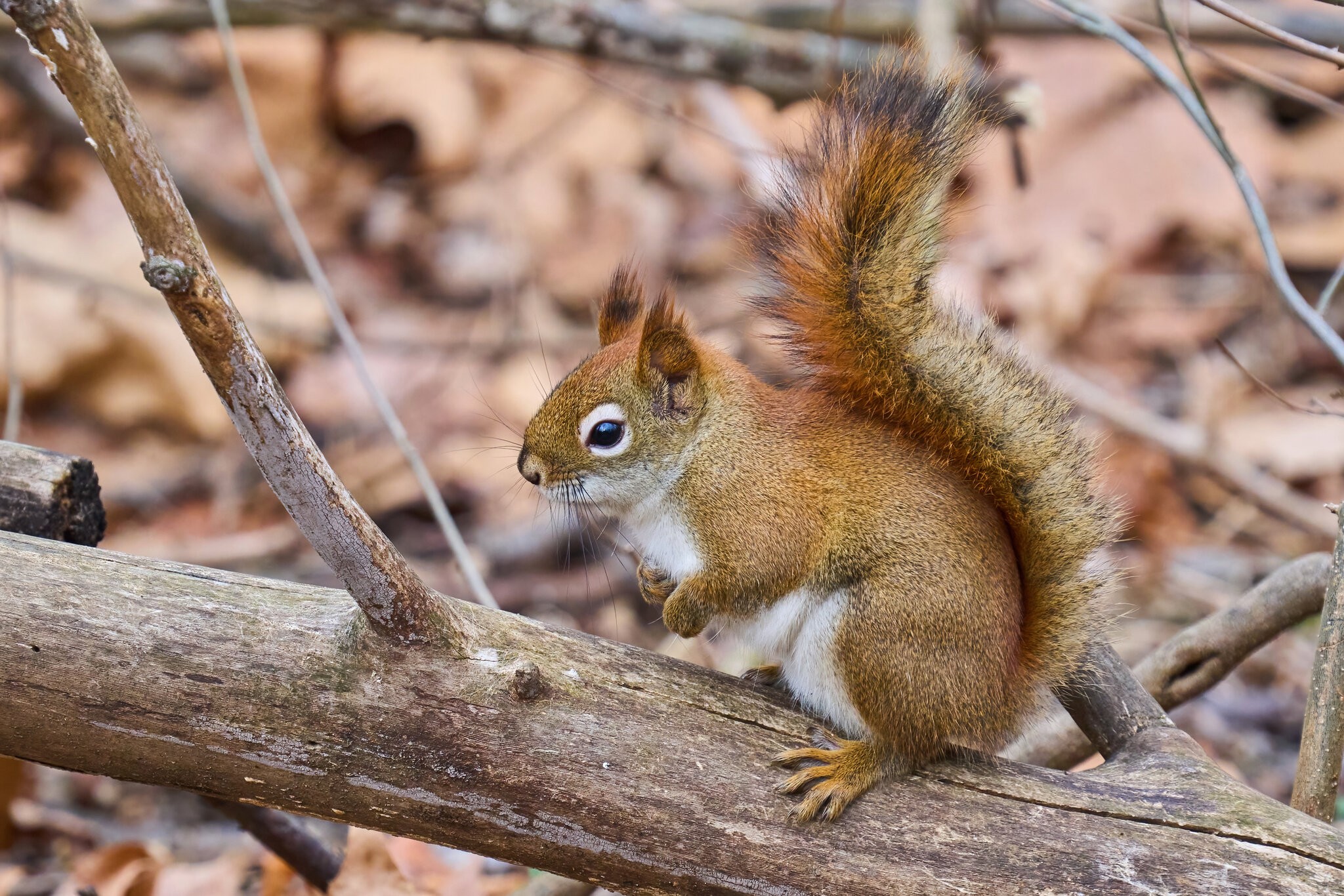 Red Squirrel - Ashland - 02192023 - 04-DN.jpg