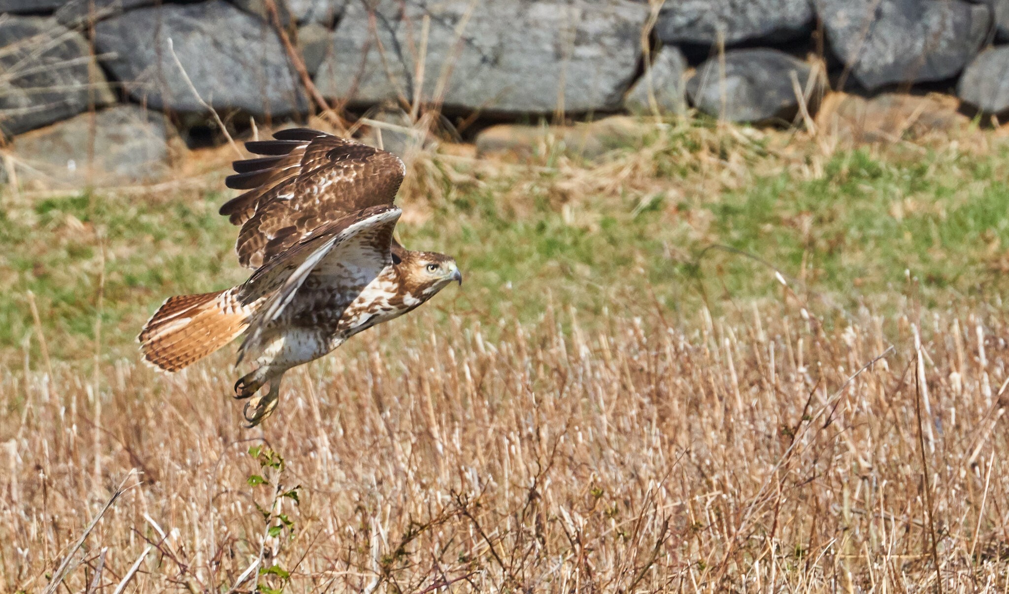 Red-tail Hawk - BCSP - 03312018 - 07.jpg