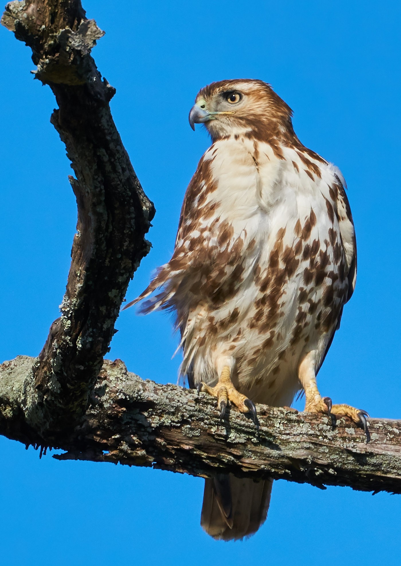 Red-tail Hawk - BCSP - 03312018 - 10.jpg