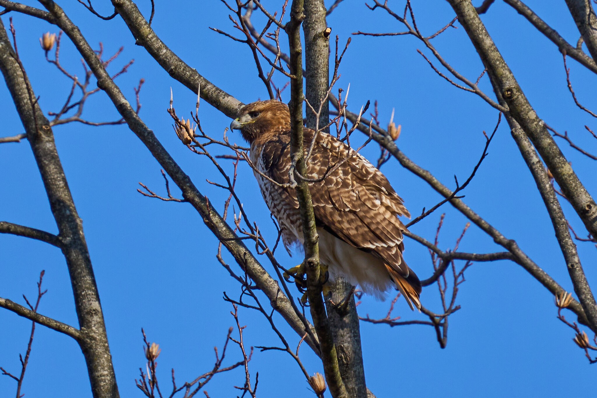 Red-Tailed Hawk - BCSP - 02262024 - 01.jpg
