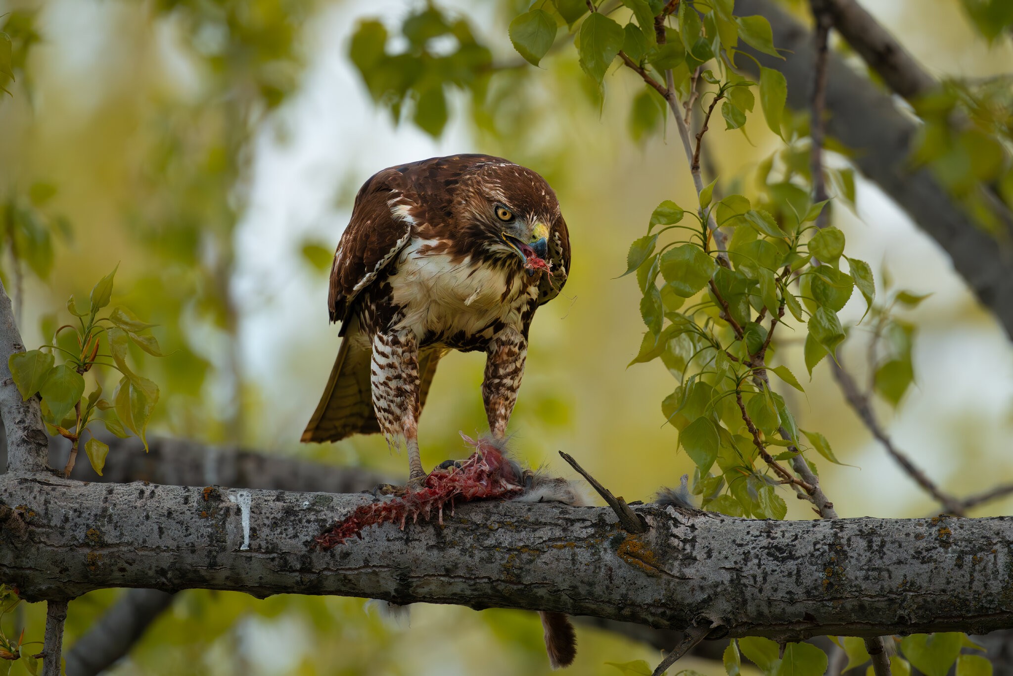 Red-Tailed Hawk Mann Lake 04-19-2025.jpg