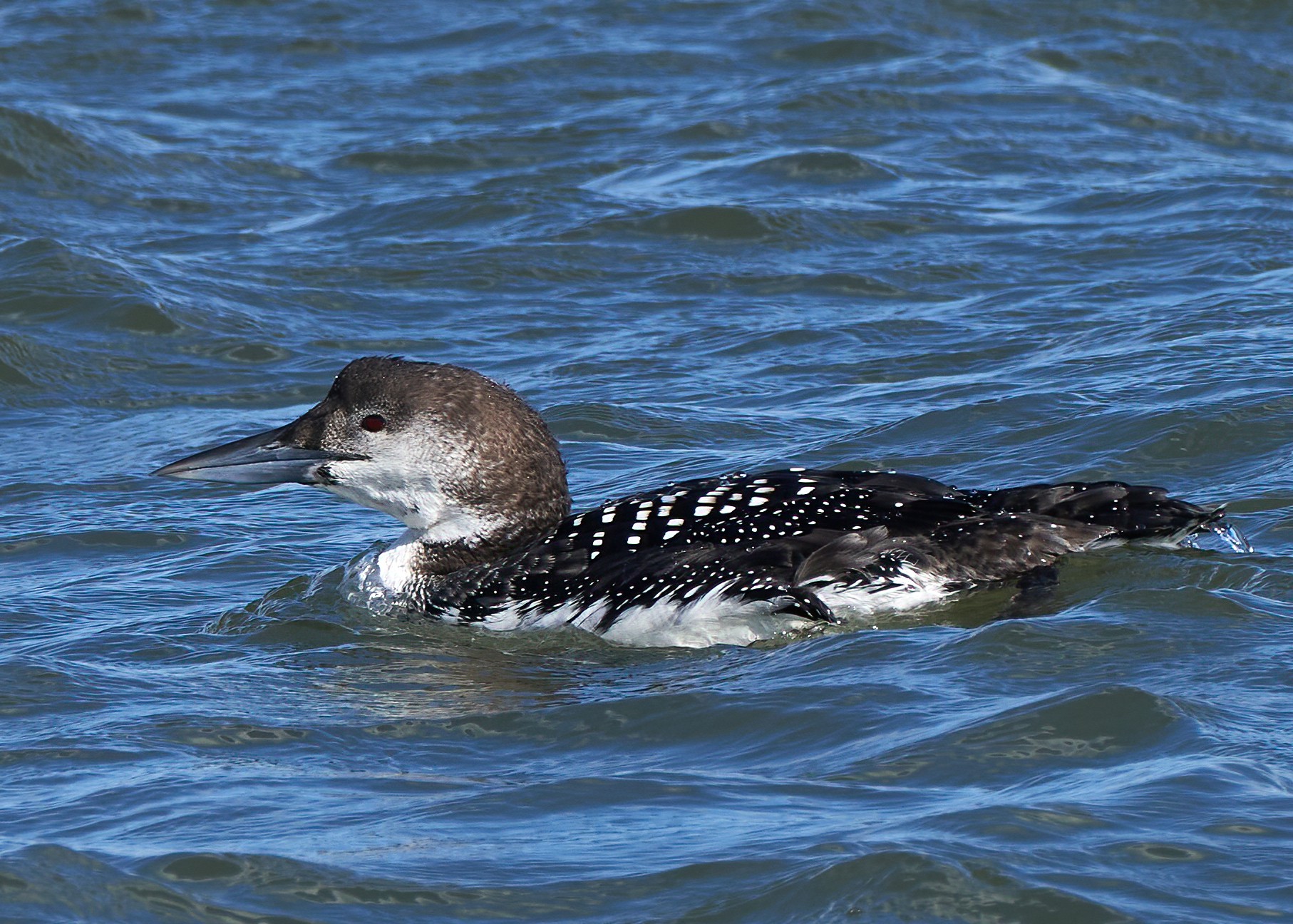 Red-Throated Loon - Barnegat Lighthouse - 02062021 - 06 - dn.jpg