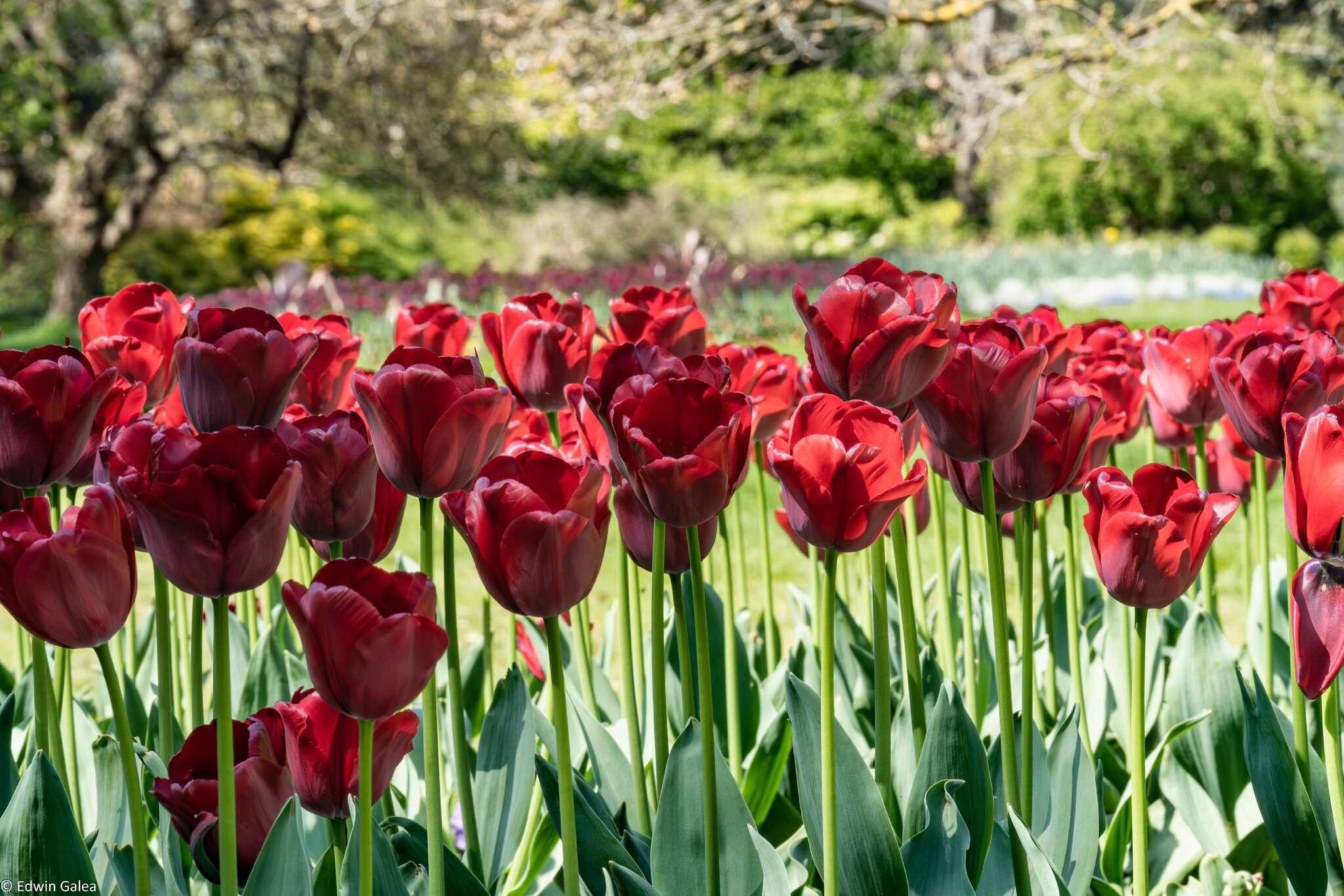 red tulip cluster-1.jpg