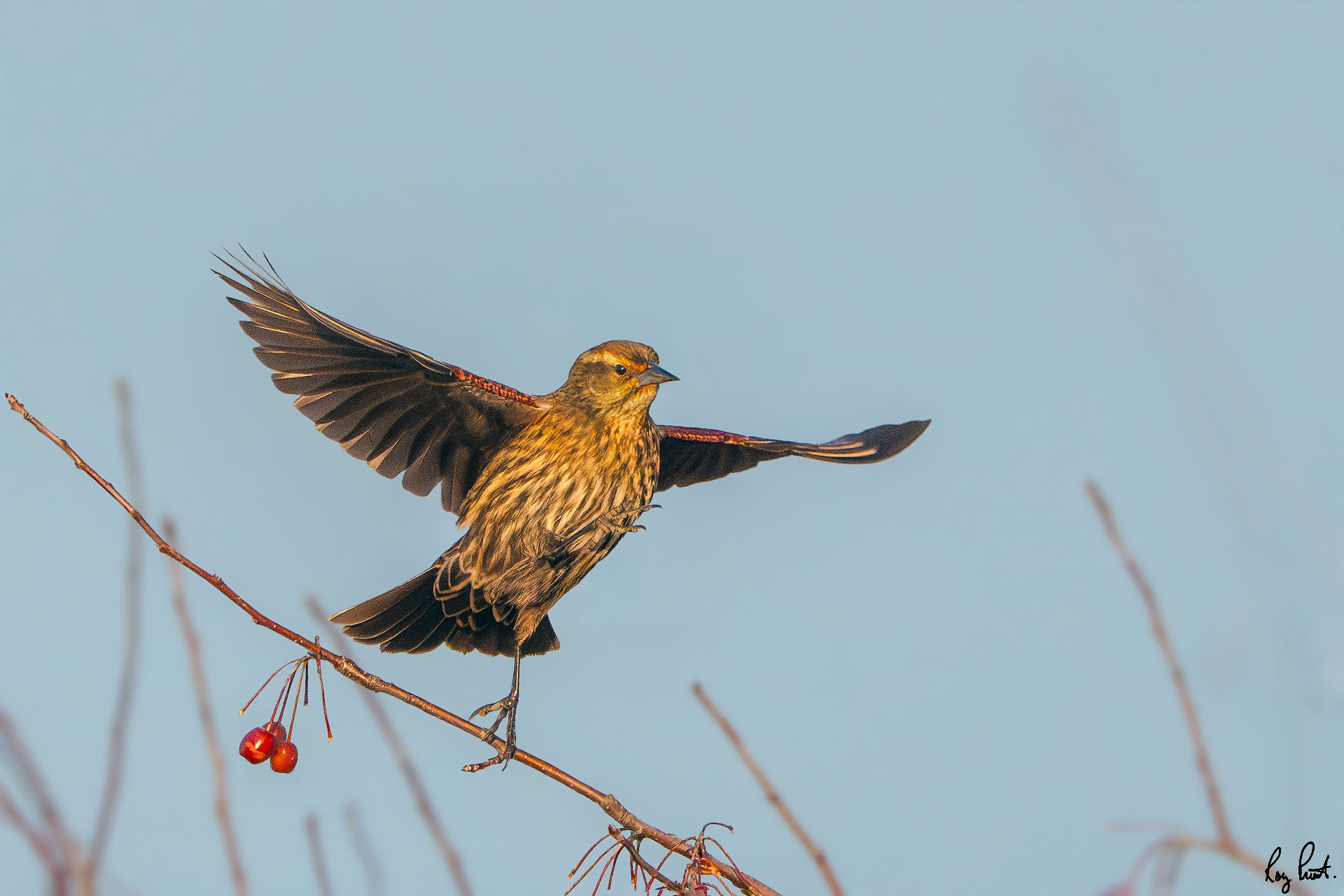 Red-winged-Blackbird-0501-Edit.jpg
