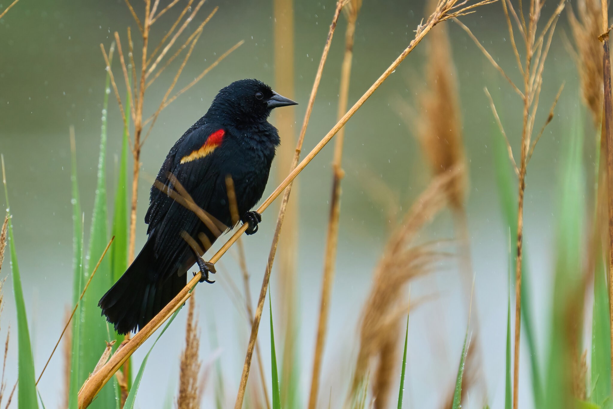 Red-Winged Blackbird - Bonbay Hook NWR - 05202023 - 01-DN.jpg