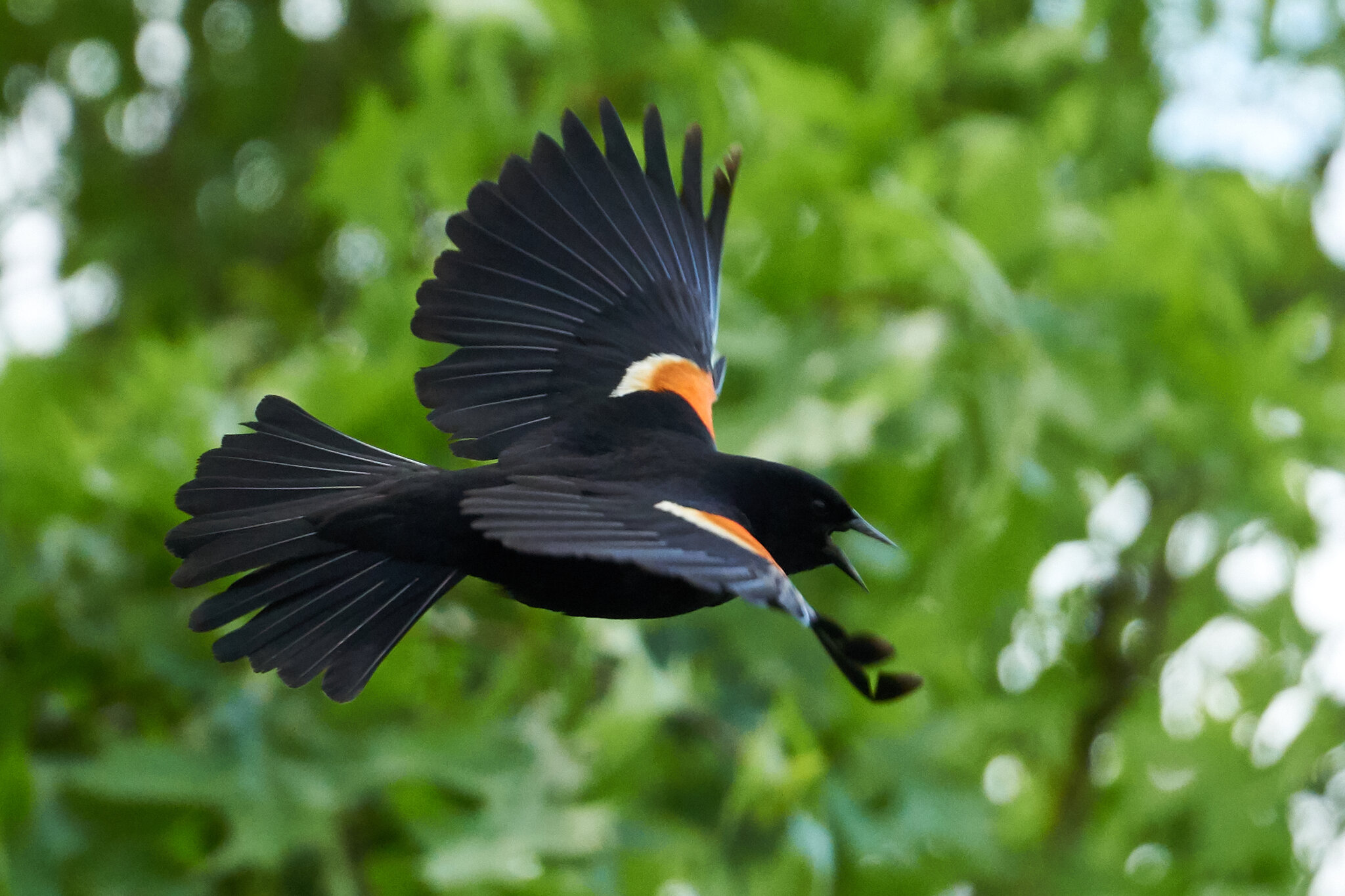 Red-winged Blackbird - Woodshaven Kruse - 05202018 - 02.jpg