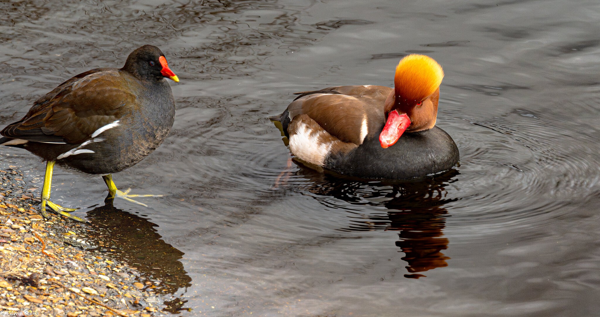 red_crested_pochard and friend-1 - Copy.jpg