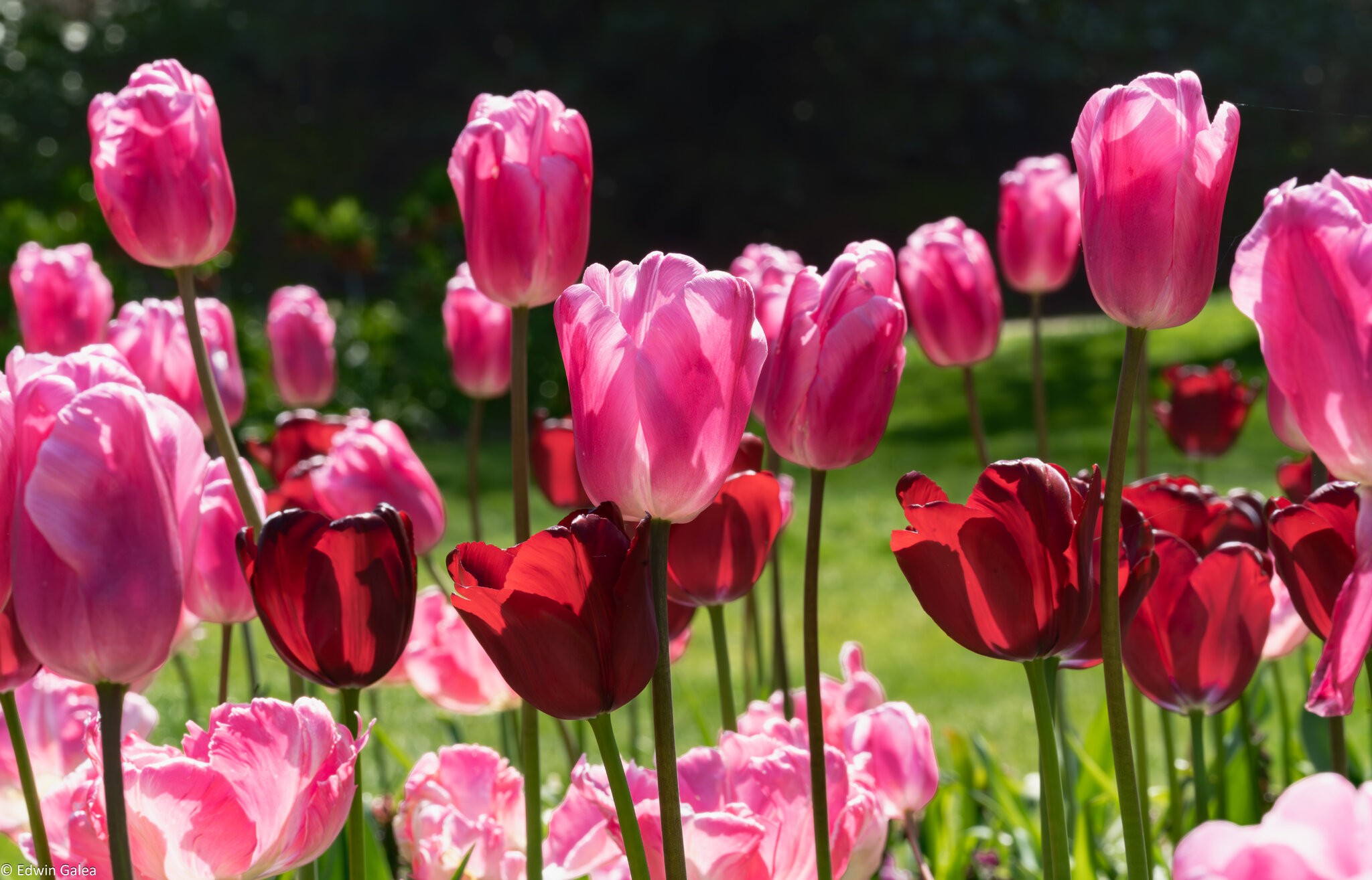red_pink tulip cluster-1.jpg