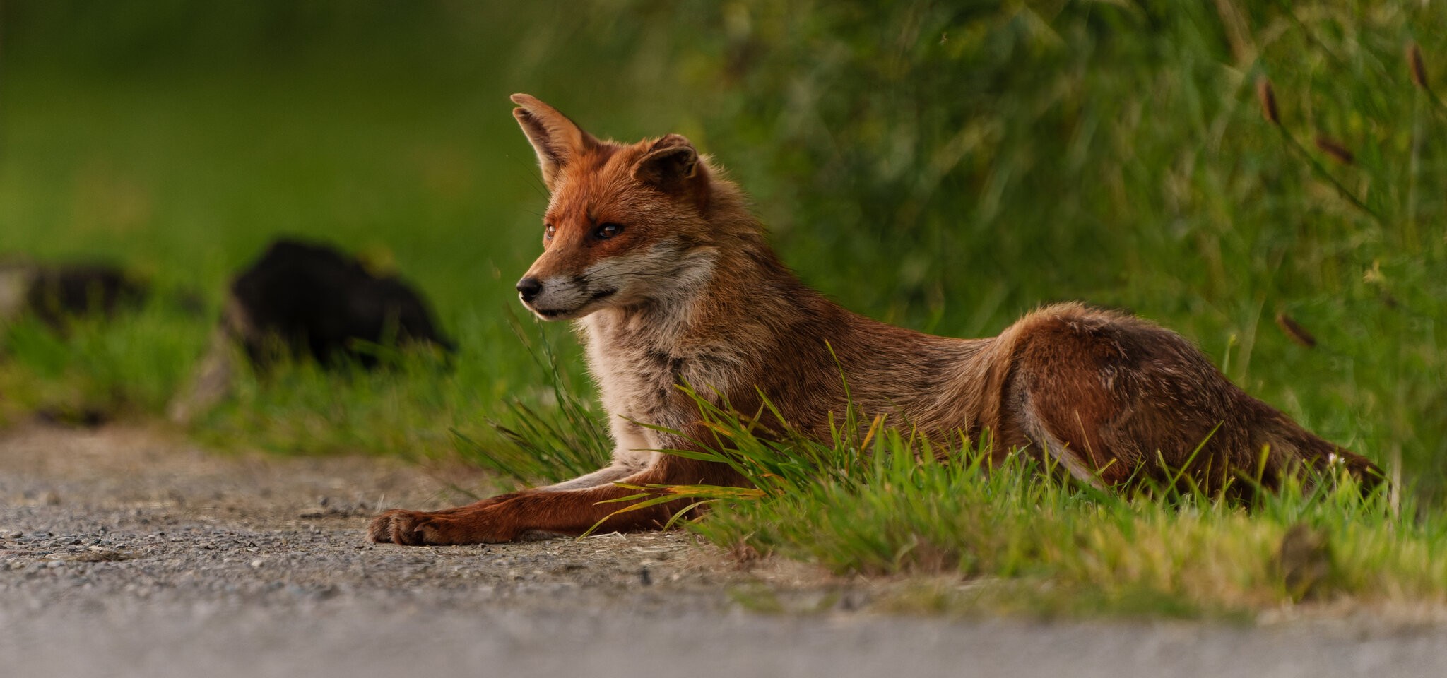 redfox-2.jpg