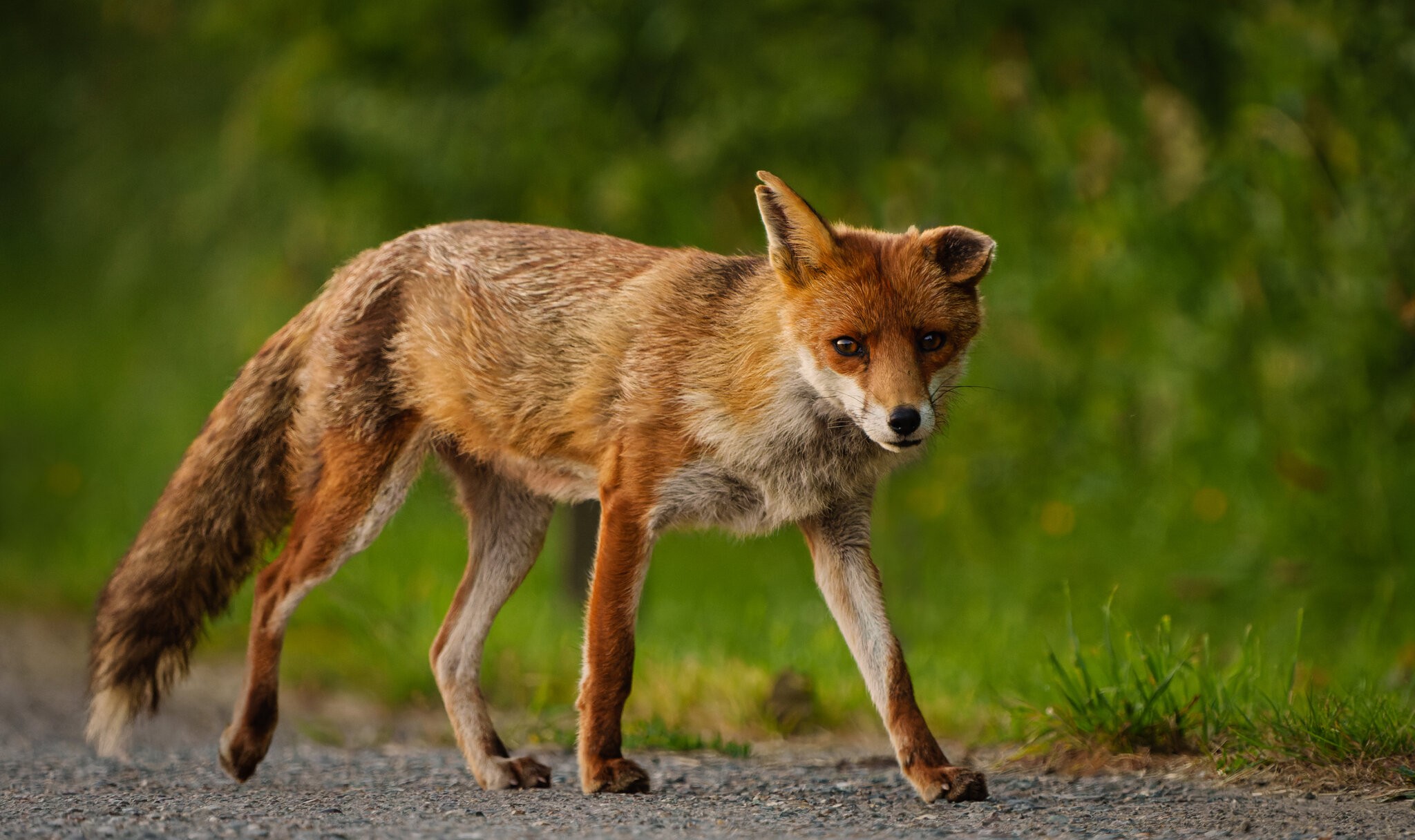 redfox-3.jpg