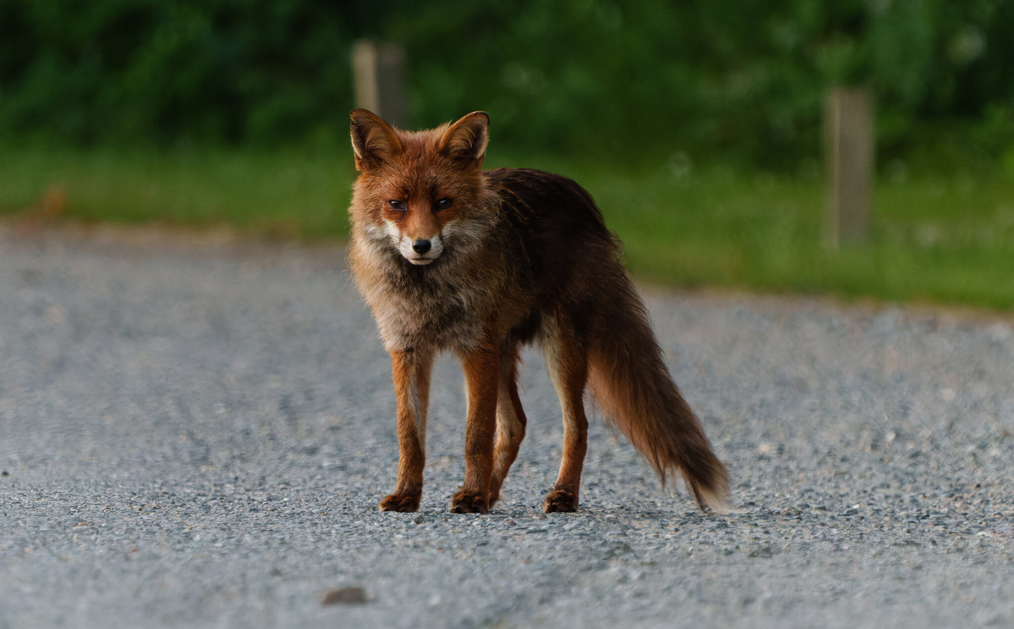 redfox-4.jpg