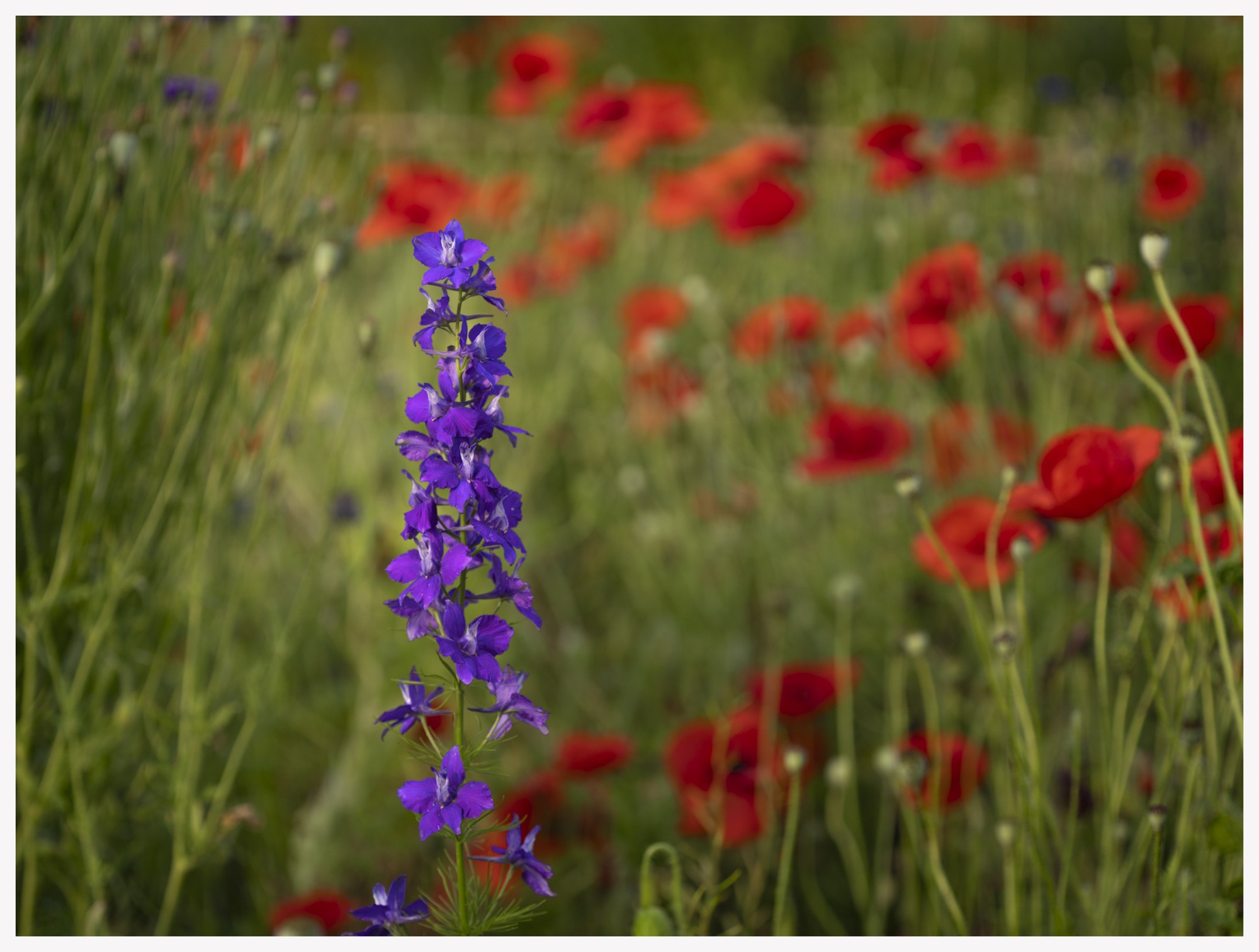 redpoppies01.jpg