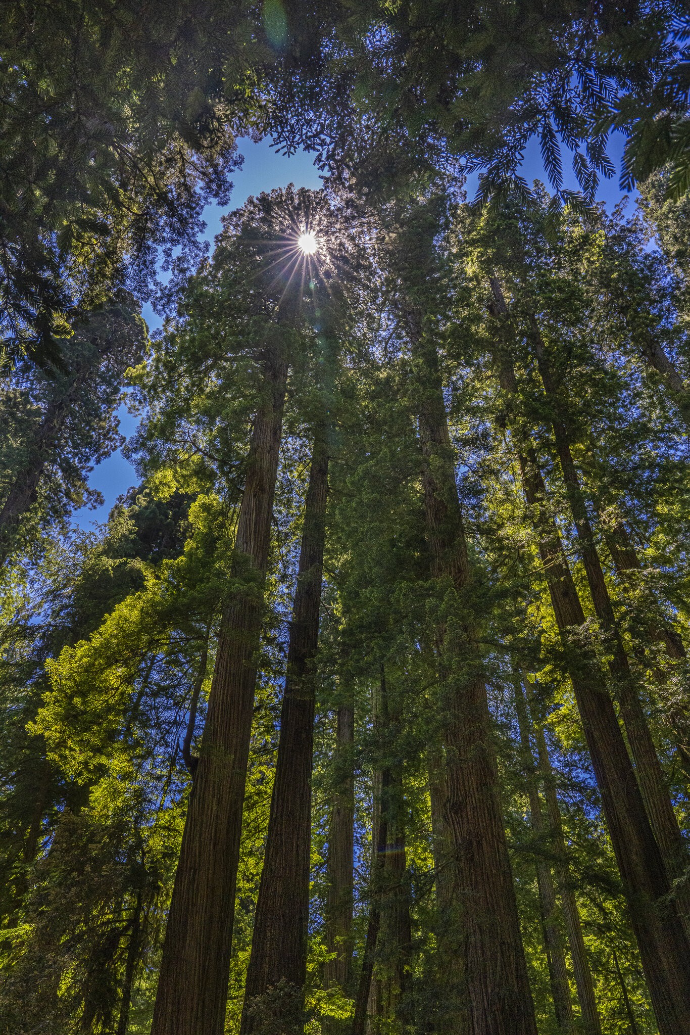 Redwood tree-6738.jpg