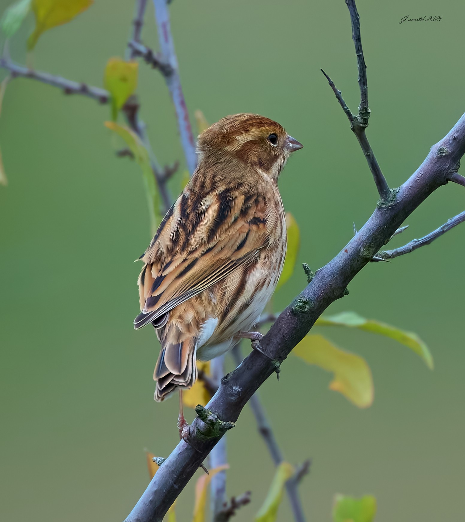 reed bunting 2025-44.jpg