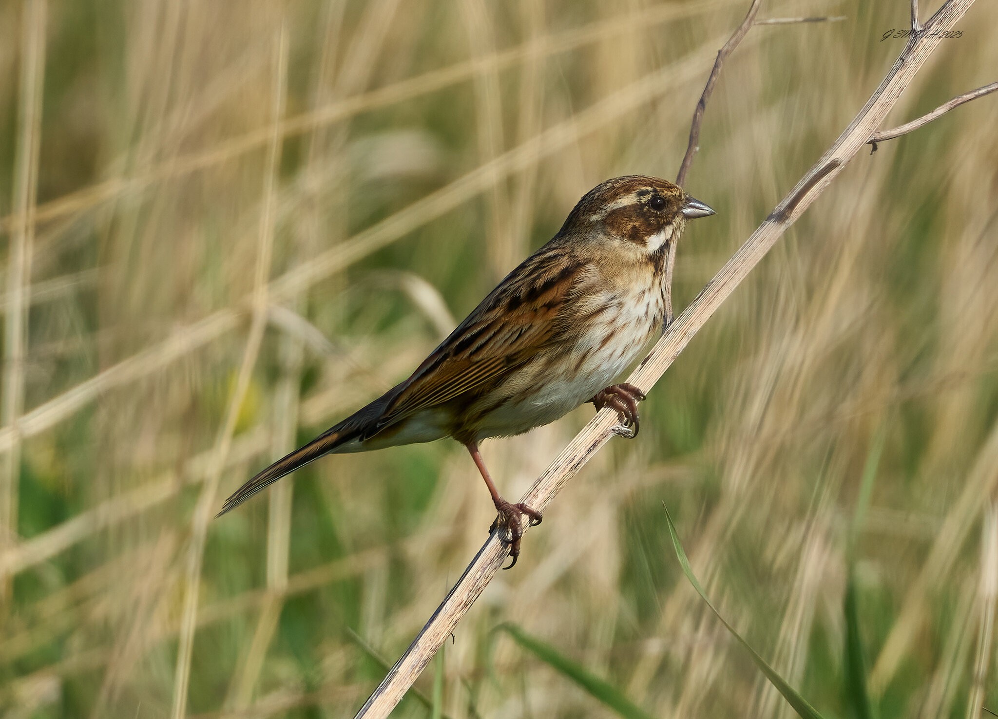 reed bunting 2025_16.jpg