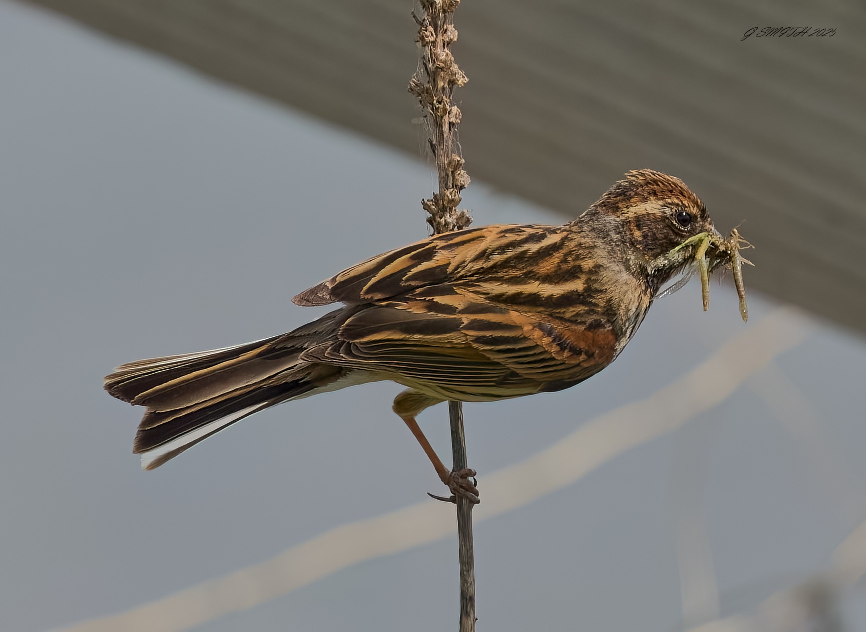 reed bunting 2025_23.jpg