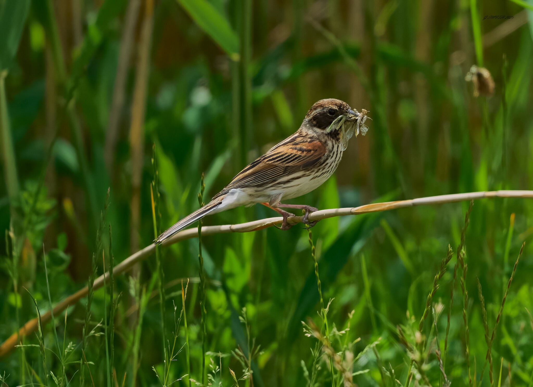 reed bunting 2025_28.jpg