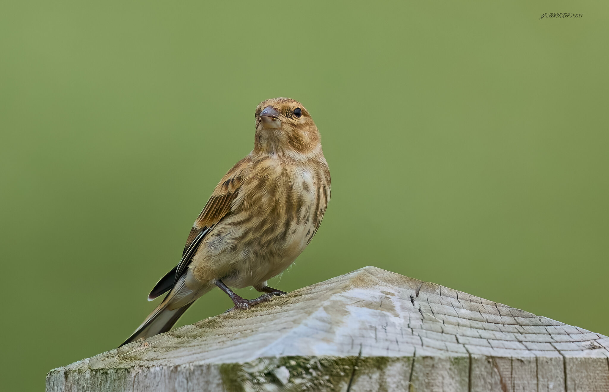 reed bunting 2025_32.jpg