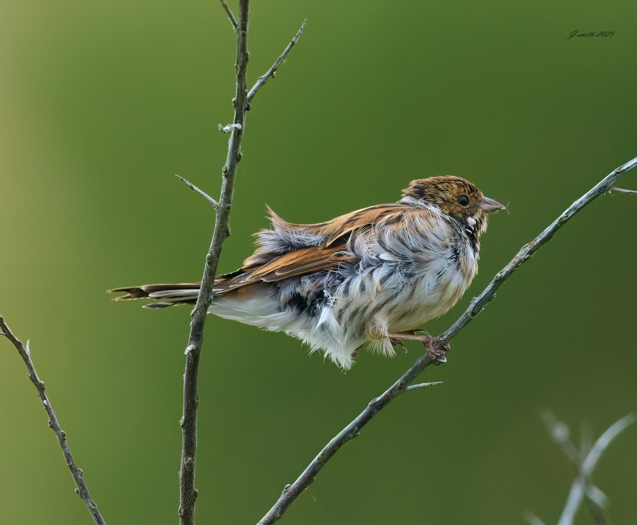 reed bunting 2025_41.jpg